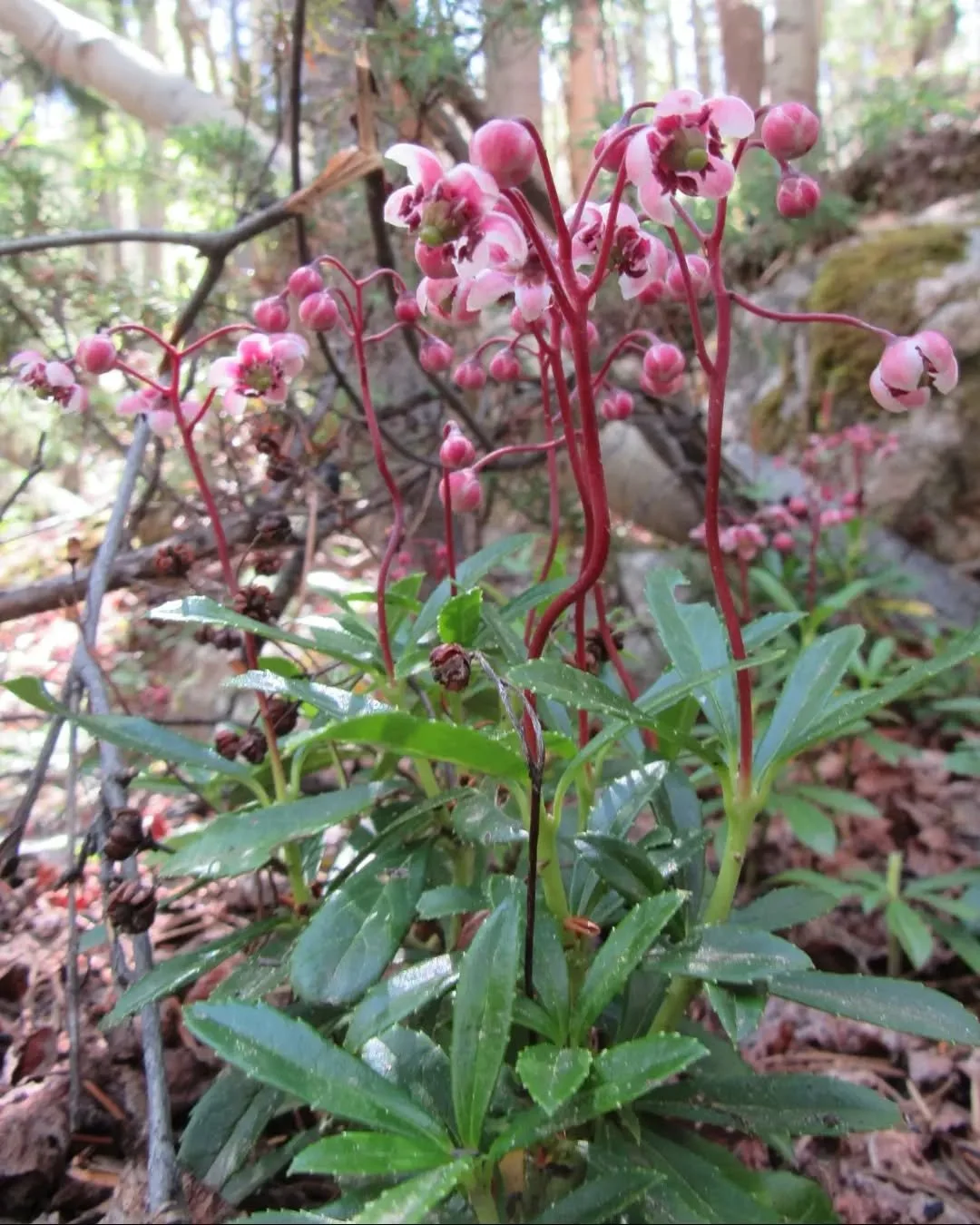 🌸 Pipsissewa, Prince's Pine, Chimaphila umbellata 🌸

She grows 4-10 inches tall in small patches in cool, dry woodlands. Her name Chimaphila, "winter-loving", refers to her evergreen leaves. Her name Pipsissewa is from a Cree word, pipsis