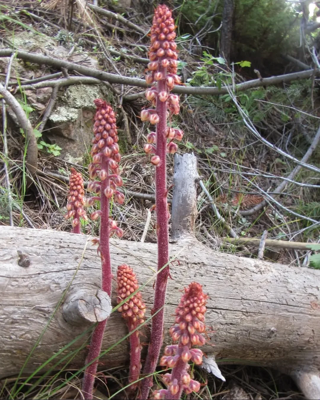 Woodland Pinedrops, giant bird's nest,&nbsp;Pterospora andromeda&nbsp;&hearts;️

One of the strangest wildflowers of the western forests is Woodland Pinedrops&nbsp;&hearts;️&nbsp;She's found in the western US, Canada and Mexico, and also in the north
