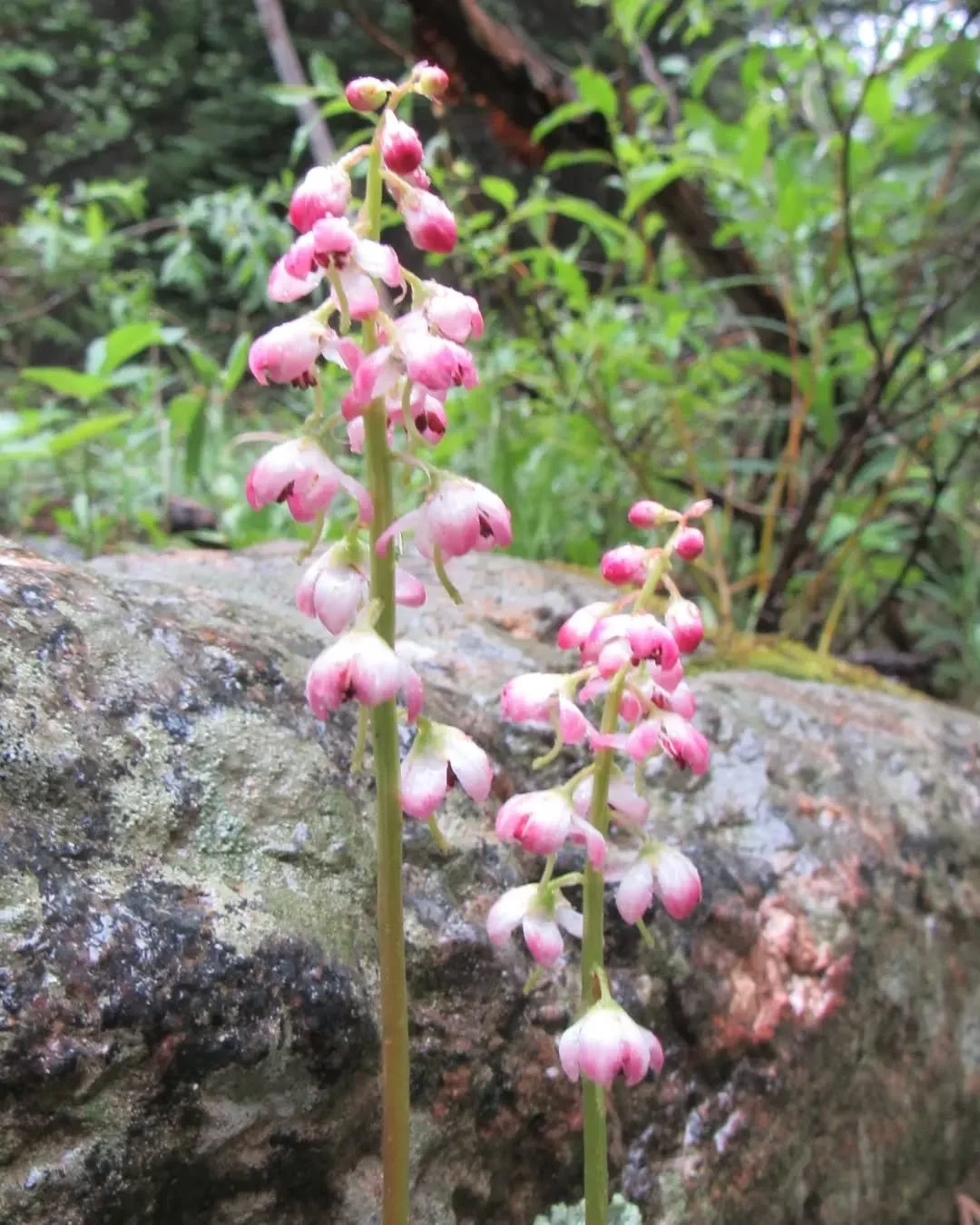 🌸&nbsp;Let's grow a new wildflower woman!&nbsp;🌸&nbsp;

Pink Pyrola, bog wintergreen, pink wintergreen, liverleaf wintergreen, pink shinleaf, Pyrola asarifolia 🌸 This sweet little one grows hidden in the understory of dark, wet forests and bogs&nb