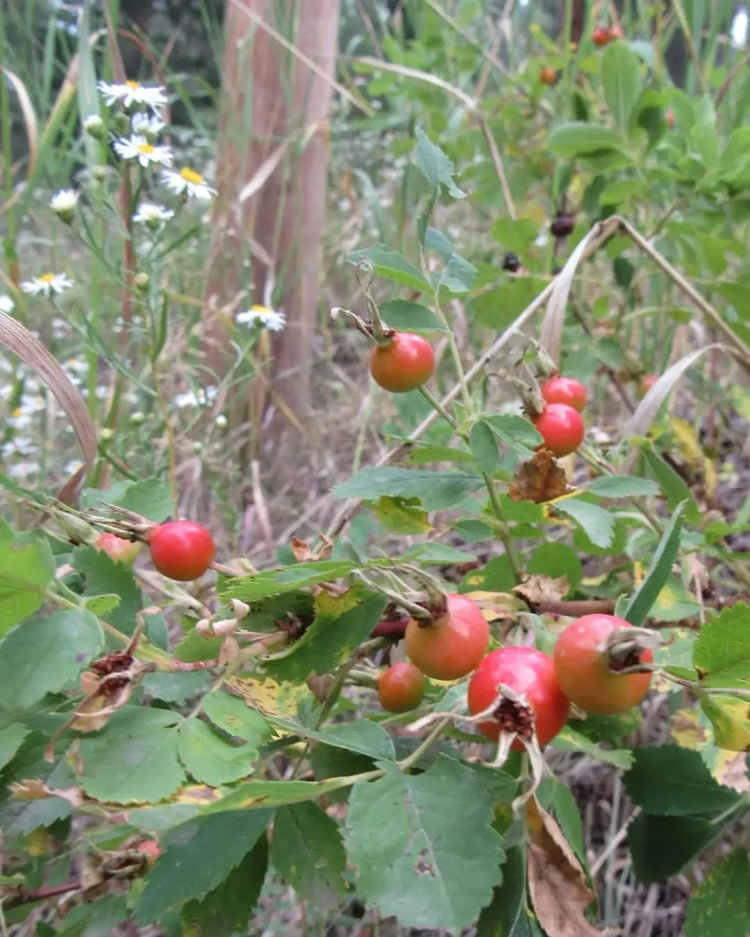 Late August forest and field fruit, blooms, and berries along a stretch of the Beaver Brook Trail&nbsp;🌲&hearts;️🌲&nbsp;Wild rose hips, asters, and bearberry/kinnikinnick berries &hearts;️ What's left blooming near you this week?&nbsp;🌻