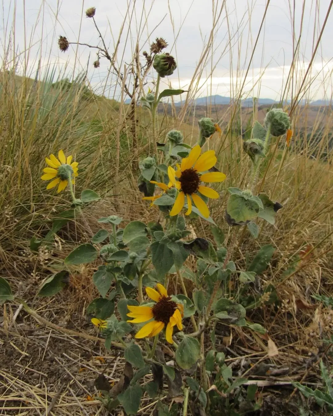 💛🌻💛🌻💛🌻💛
Holding on to these golden sunflower days 💛🌻💛