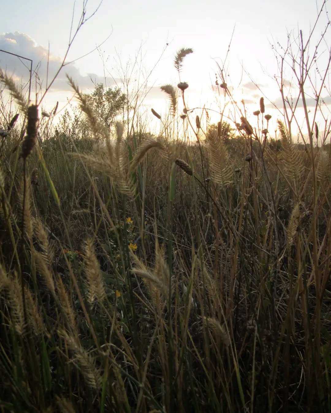 🌾🌞🌾&nbsp;A golden hour walk at Crown Hill Park in Wheat Ridge&nbsp;🌾&nbsp;Late summer grasses and coyote willow~ (slide 4) those little pinecone-like growths are willow pinecone galls, made by tiny gall midges. Females lay eggs in terminal buds d