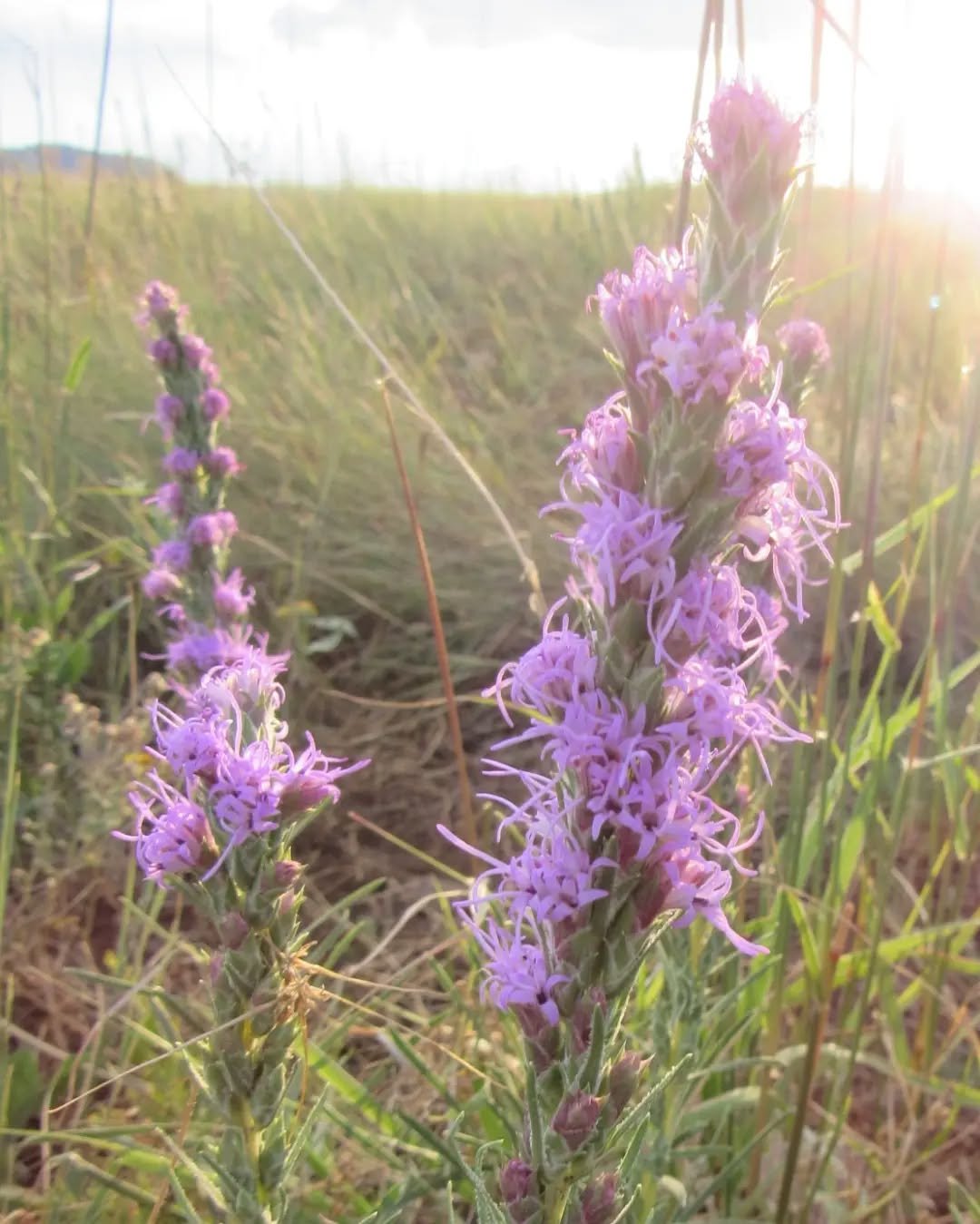 This late summer beauty is Dotted Blazing Star, Gayfeather, Snakeroot, Liatris punctata&nbsp;&nbsp;🌾💜🌾

She grows across much of the Great Plains and Midwest of the US and Canada, and part of northern Mexico, and found in a variety of habitats~ po
