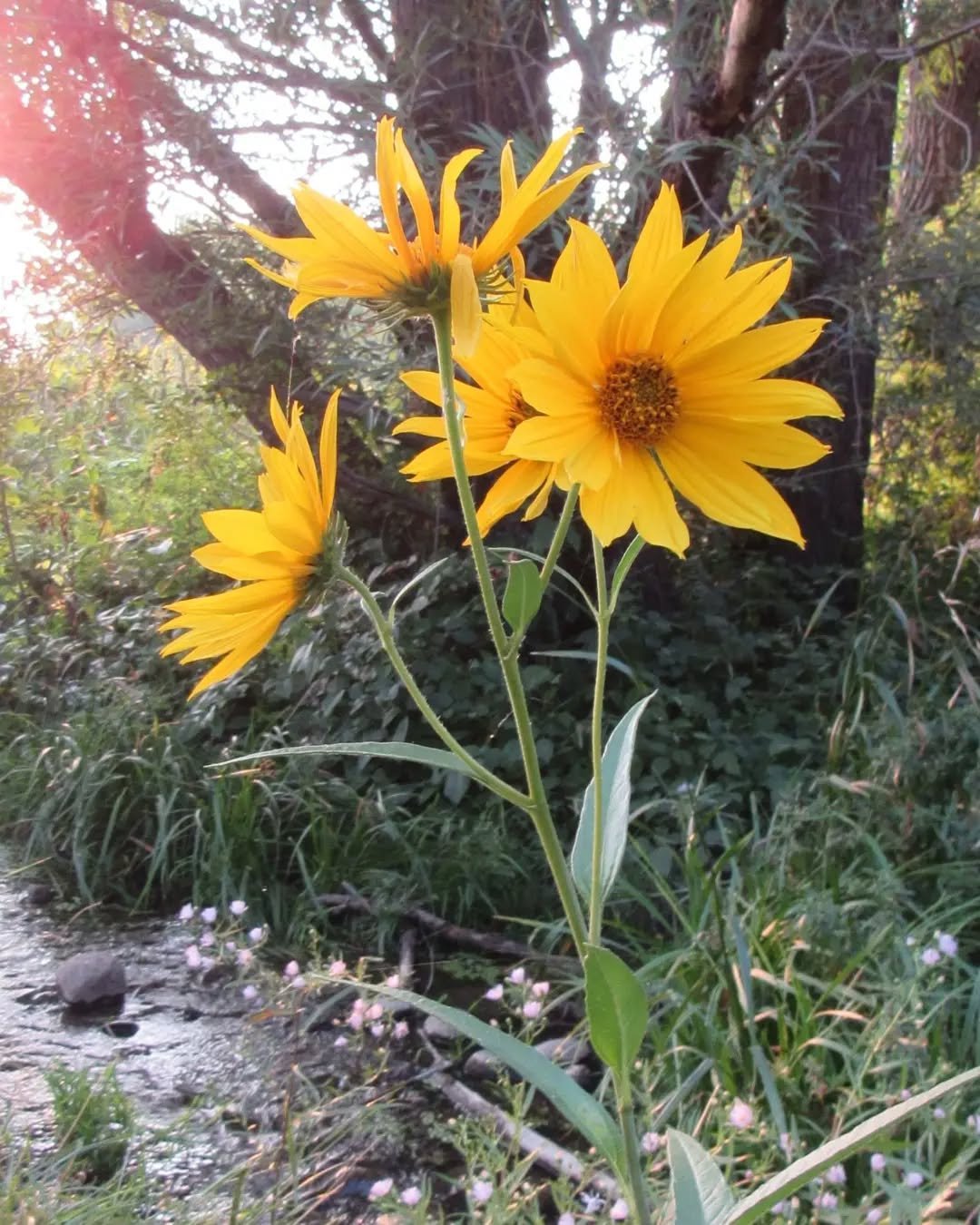 An evening walk along the Clear Creek trail in Wheat Ridge&nbsp;🌾&nbsp; Late August sunflowers, asters, and rabbitbrush&nbsp;🌻&nbsp;The deep colors of Virginia creeper, chokecherries, and other late summer berries are reminders that cooler days and