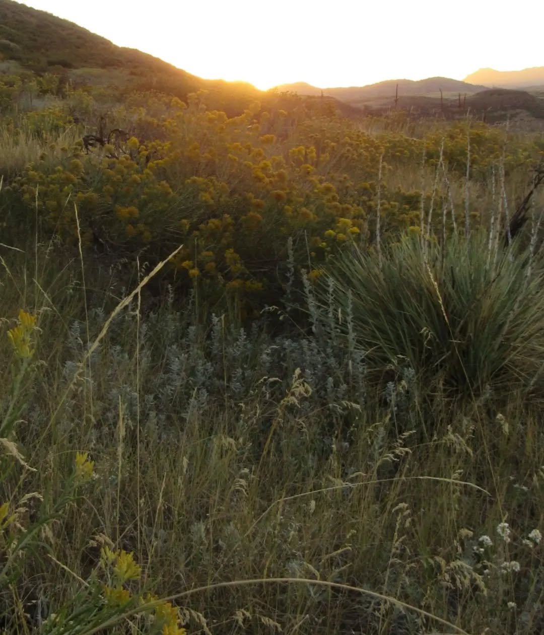 🌾🌞🌾&nbsp;Golden hour hike on the southeast side of South Table 💛 Late August rabbitbrush and asters with views of North Table and Denver&nbsp;🌾💛🌾&nbsp;

Wishing you a happy week ahead ✨️💛✨️