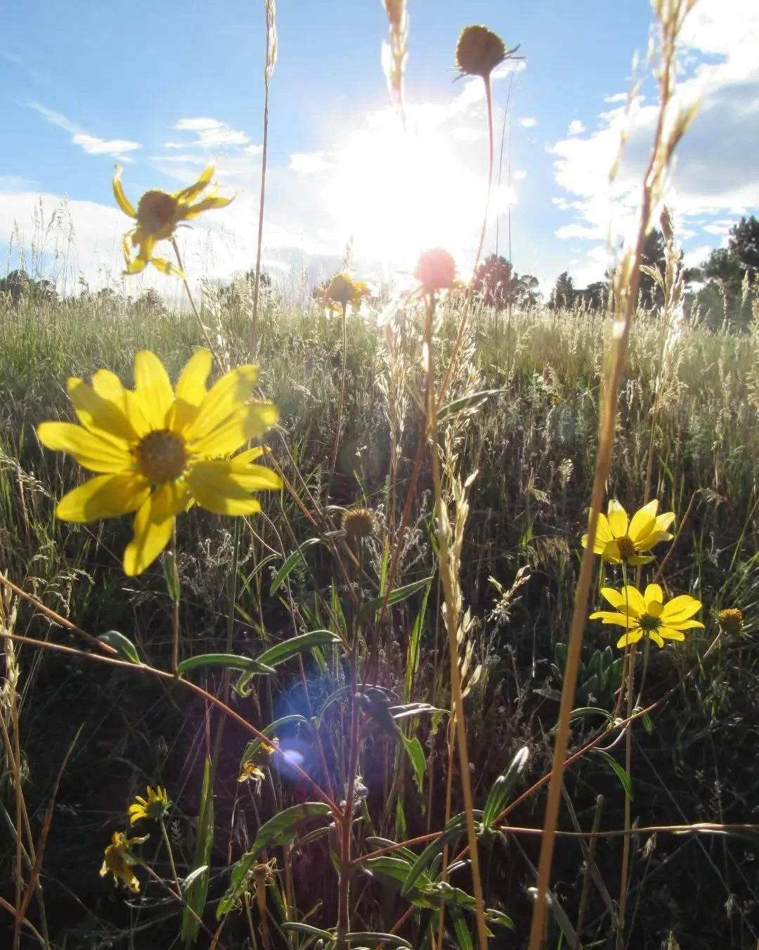 Late August afternoon light ✨️🌞✨️