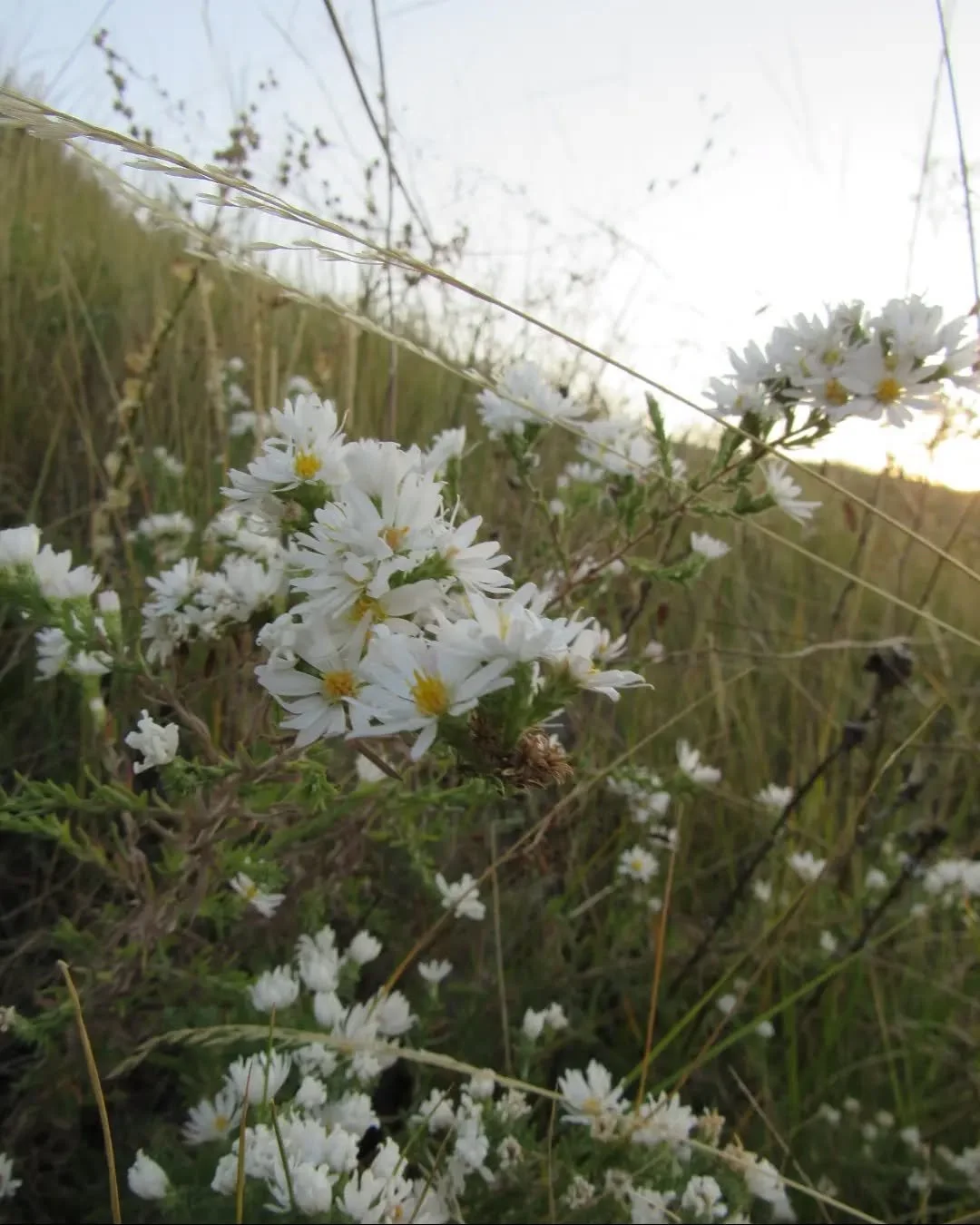 🌾🤍🌾🤍🌾&nbsp;Late summer asters and rabbitbrush on South Table&nbsp;🌾&nbsp;Welcome, September&nbsp;🌾🍂
