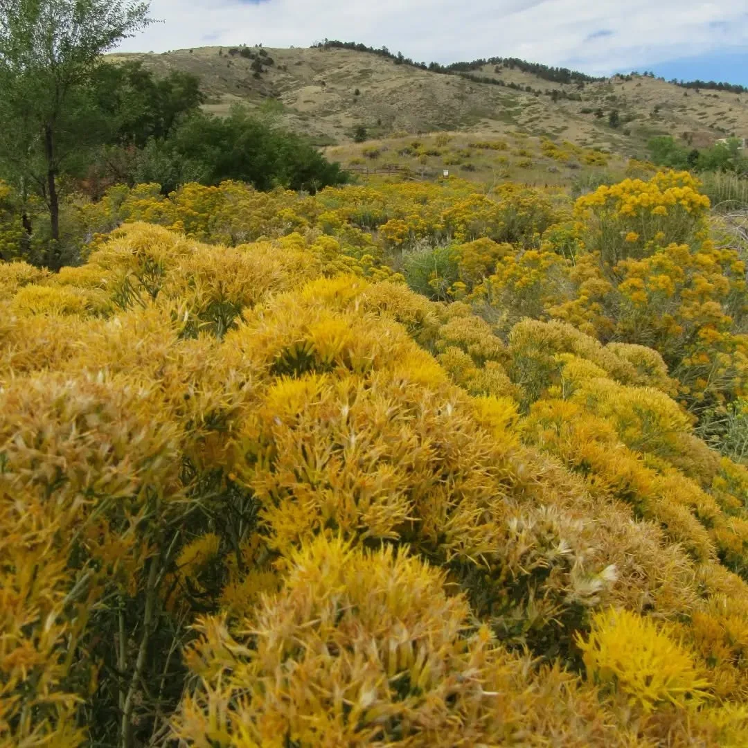 💛 Rabbitbrush (&nbsp;Ericameria nauseosa&nbsp;)&nbsp;is blooming all around here now, late season gold that will last through October~ this is an impressive show near Apex Trailhead&nbsp;💛 She's as common as sagebrush, along every roadside, in ever