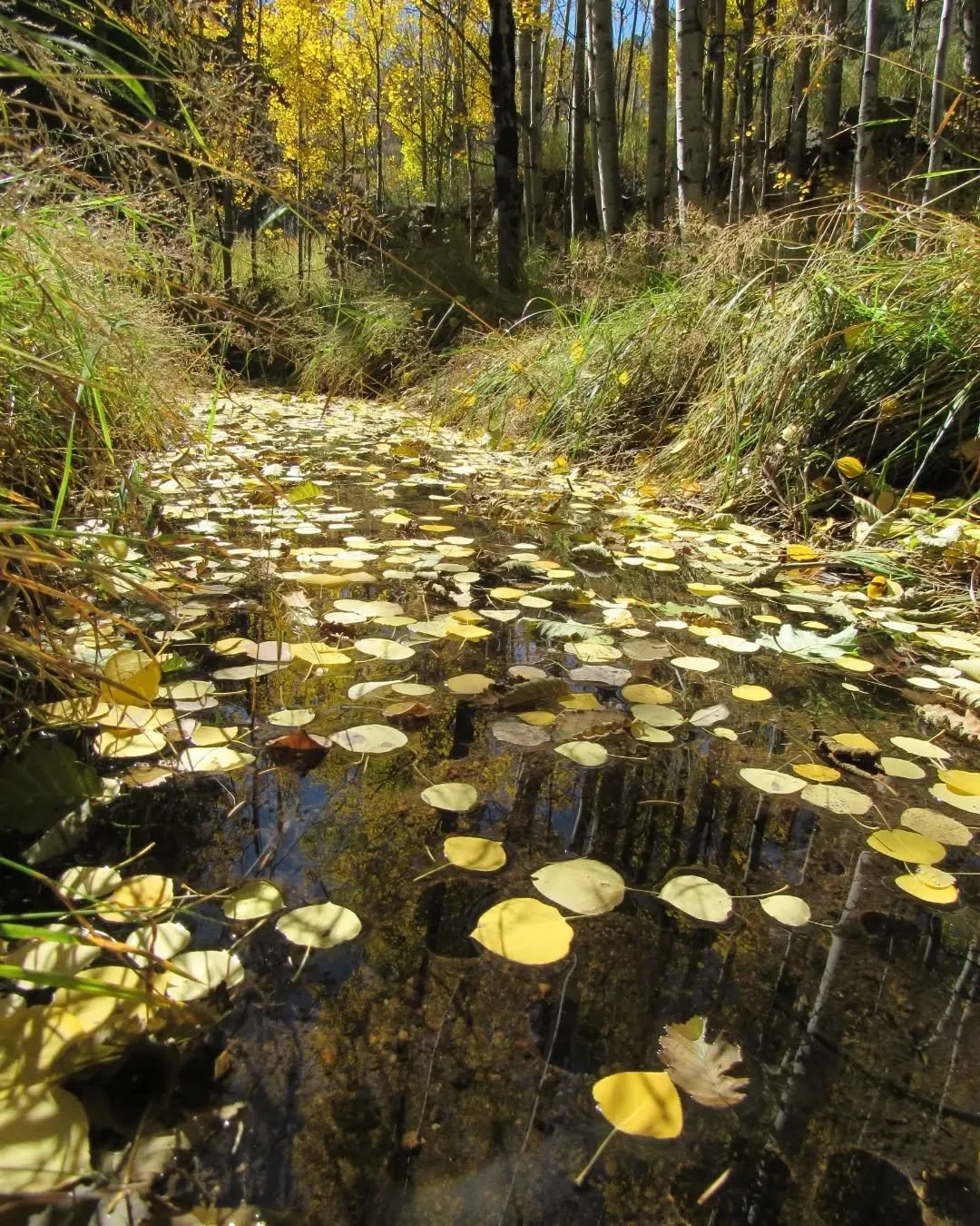 A dreamy stream of aspen gold&nbsp;✨💛✨

The weather here today finally feels much more like October, overcast and in the 50s&nbsp;☁️🍂☕🧡 Wishing you a happy week!&nbsp;🍂🍁🎃&hearts;️✨