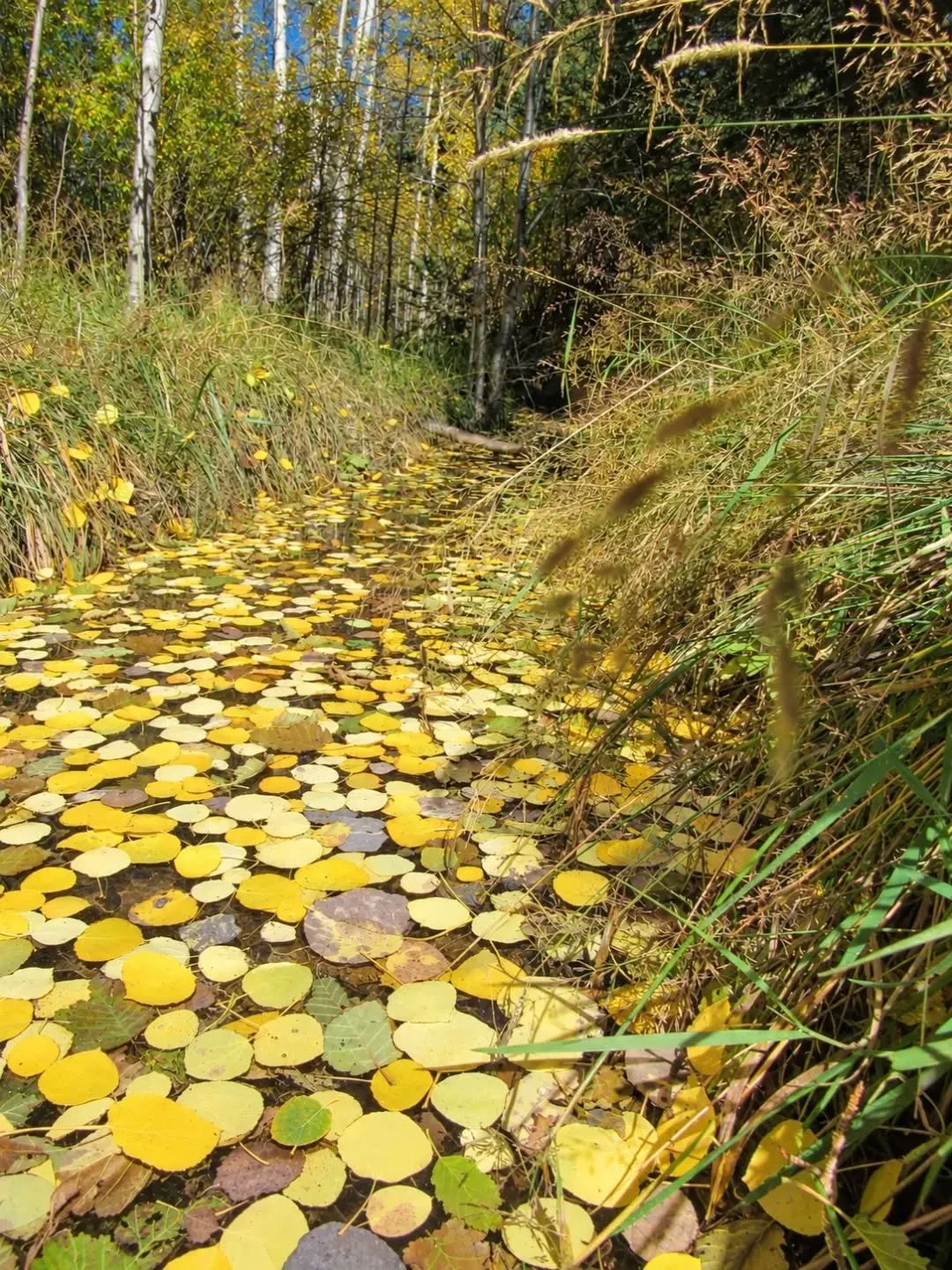 ✨💛✨
Dream stream&nbsp;✨🍂💛🍂✨