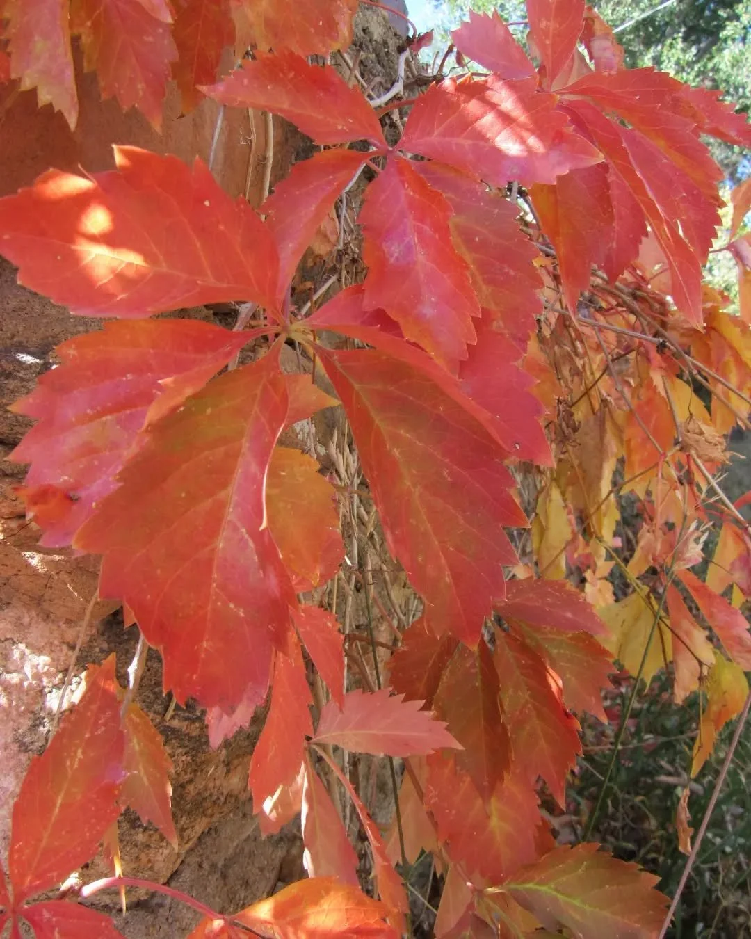 The (Virginia) creeper in my alley and the old stone wall are the perfect 🤌 vibe in October&nbsp;✨🍁✨&nbsp;Birds and other critters already found the dark blue berries&nbsp;🍁💙🍁💙🍁 Wishing you a sunny weekend! 🍂❤️🍂