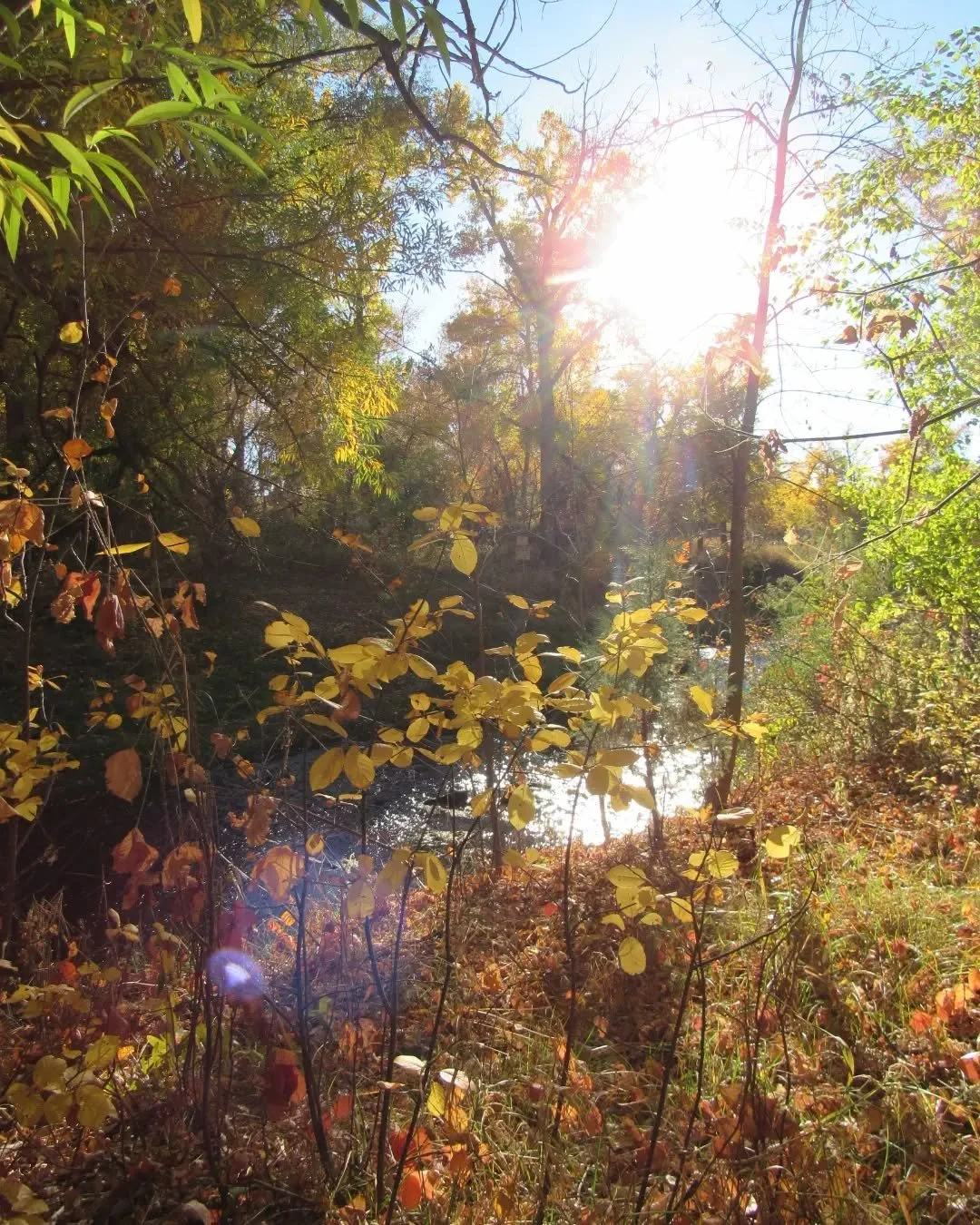 🍂💛🍂&nbsp;All the fall feels along Clear Creek in Wheat Ridge&nbsp;✨&nbsp;Can you find the bittersweet nightshade hiding in the cattails?&nbsp;🌾

Wishing you spooky fun this weekend!&nbsp;🍂🍁🎃💀👻🧡✨