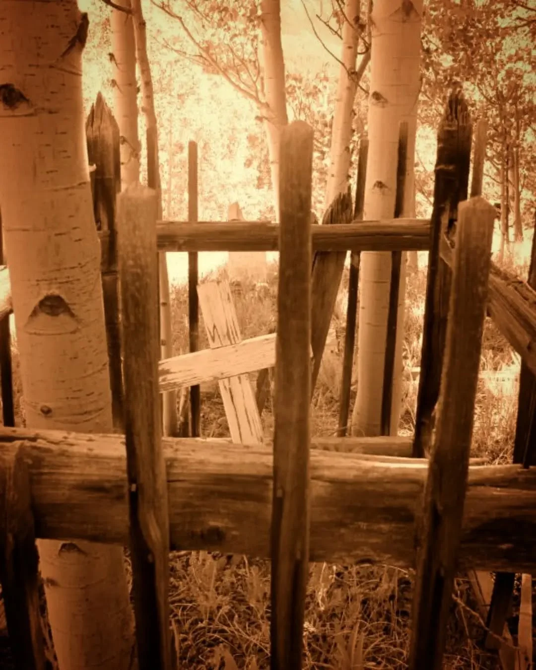 Let's light a lantern and walk through the cemetery of a ghost town, the remains of Buckskin Joe, a mining camp once near Alma 🕯

There was a dance hall girl in Buckskin Joe, called Silverheels for the silver decorations on her dancing shoes. A smal