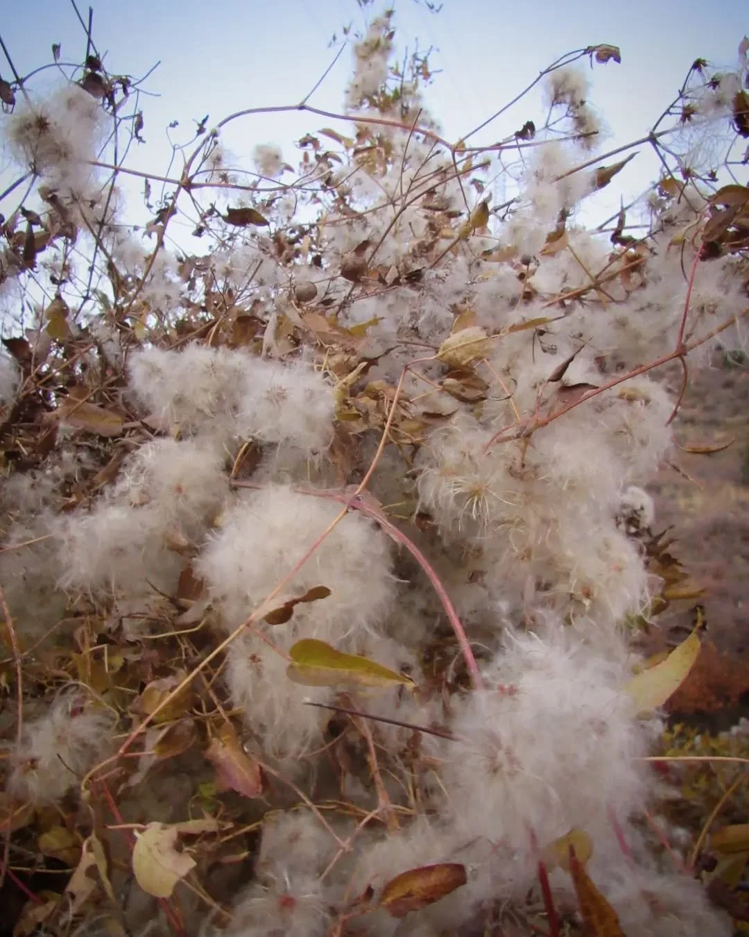 Western&nbsp;clematis plumes look like little ghosts on a vine&nbsp;🤍&nbsp;Milkweed and cattail fluffs also catch and float in the October wind&nbsp;🌾🤍🌾