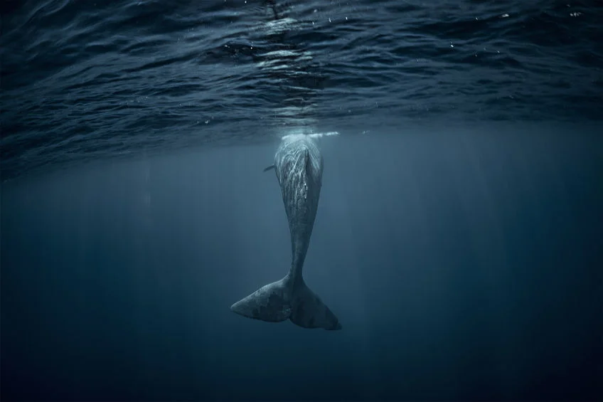 Moby Dick - The Great White Whale 