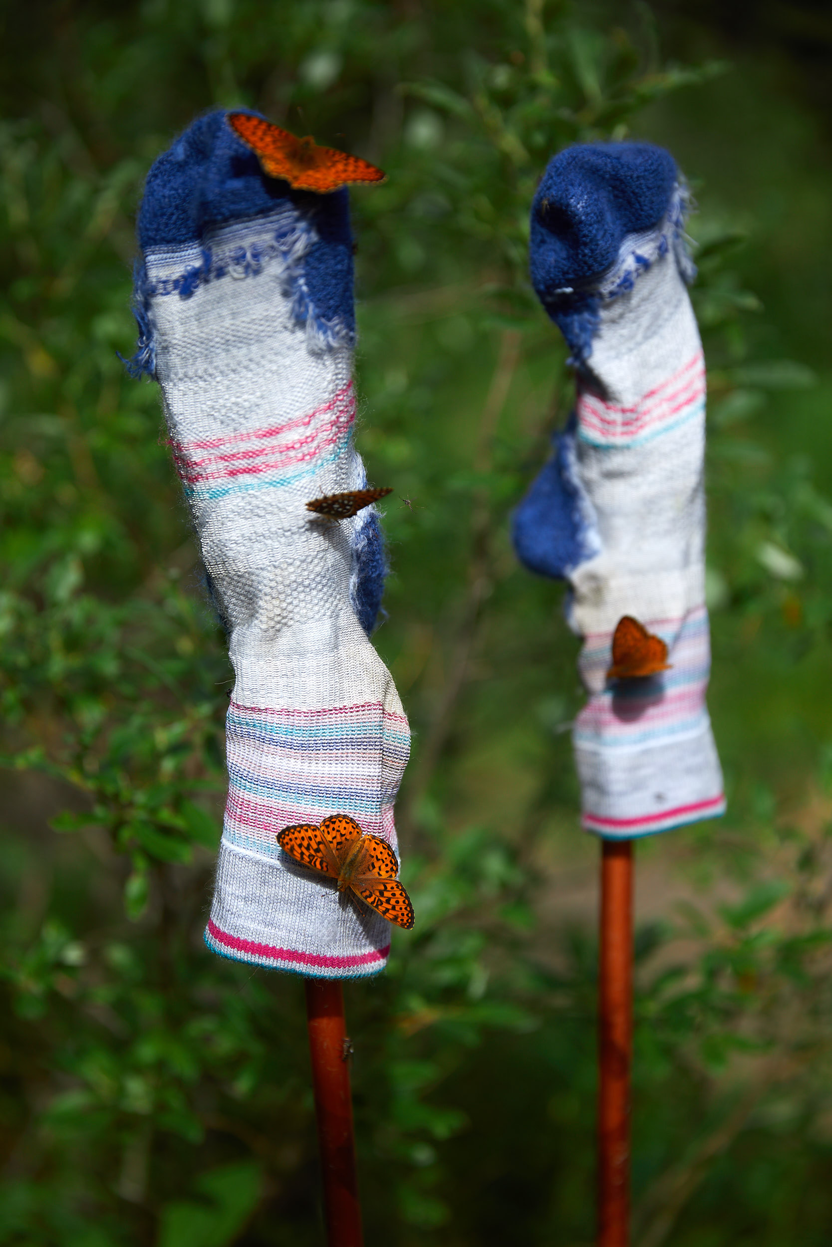  There were tons of butterflies at Porcupine Campground, Paige had setup her socks to dry and they were covered in just a few minutes. 