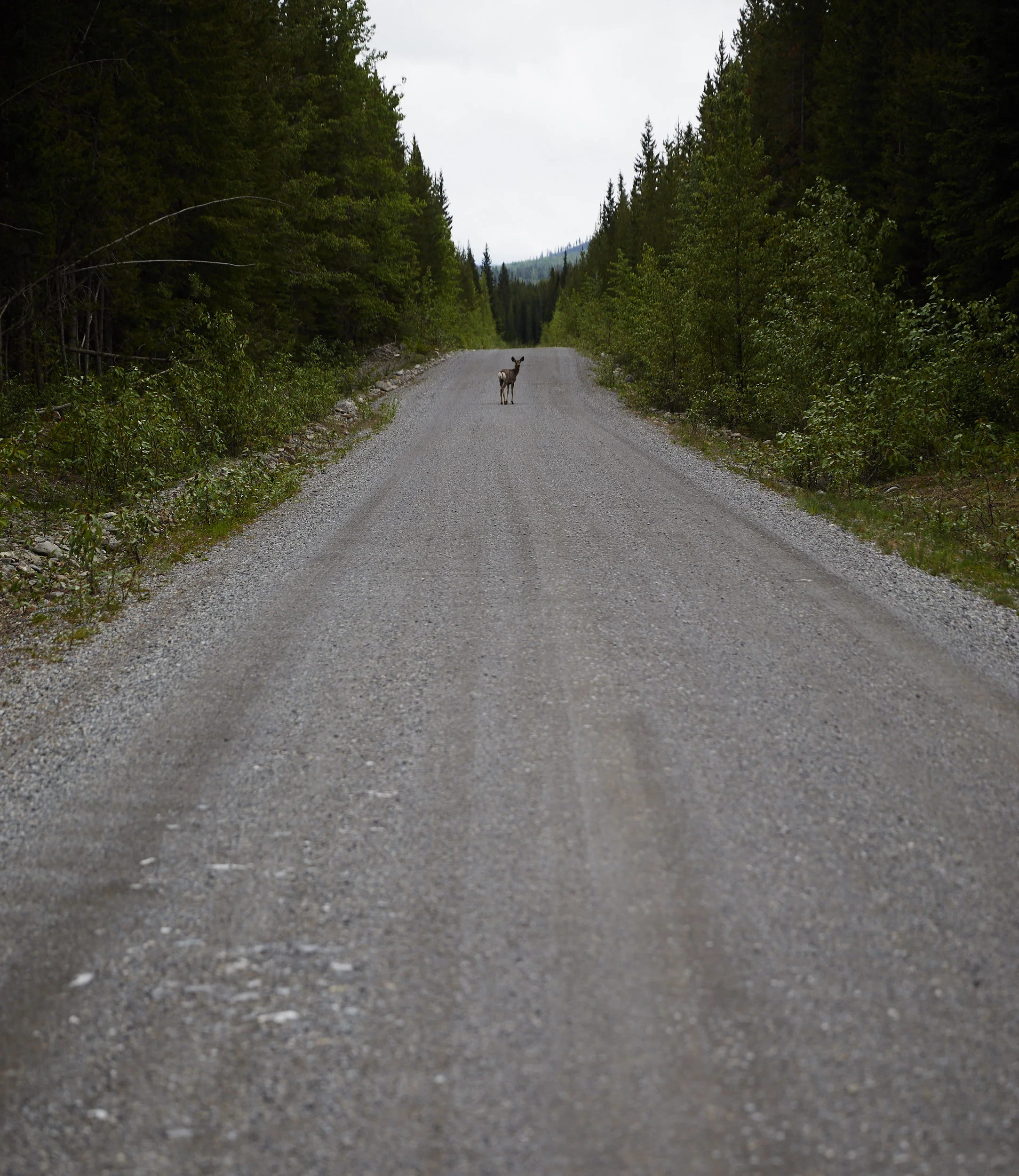 BC Cycle Tour 2018 18.jpg