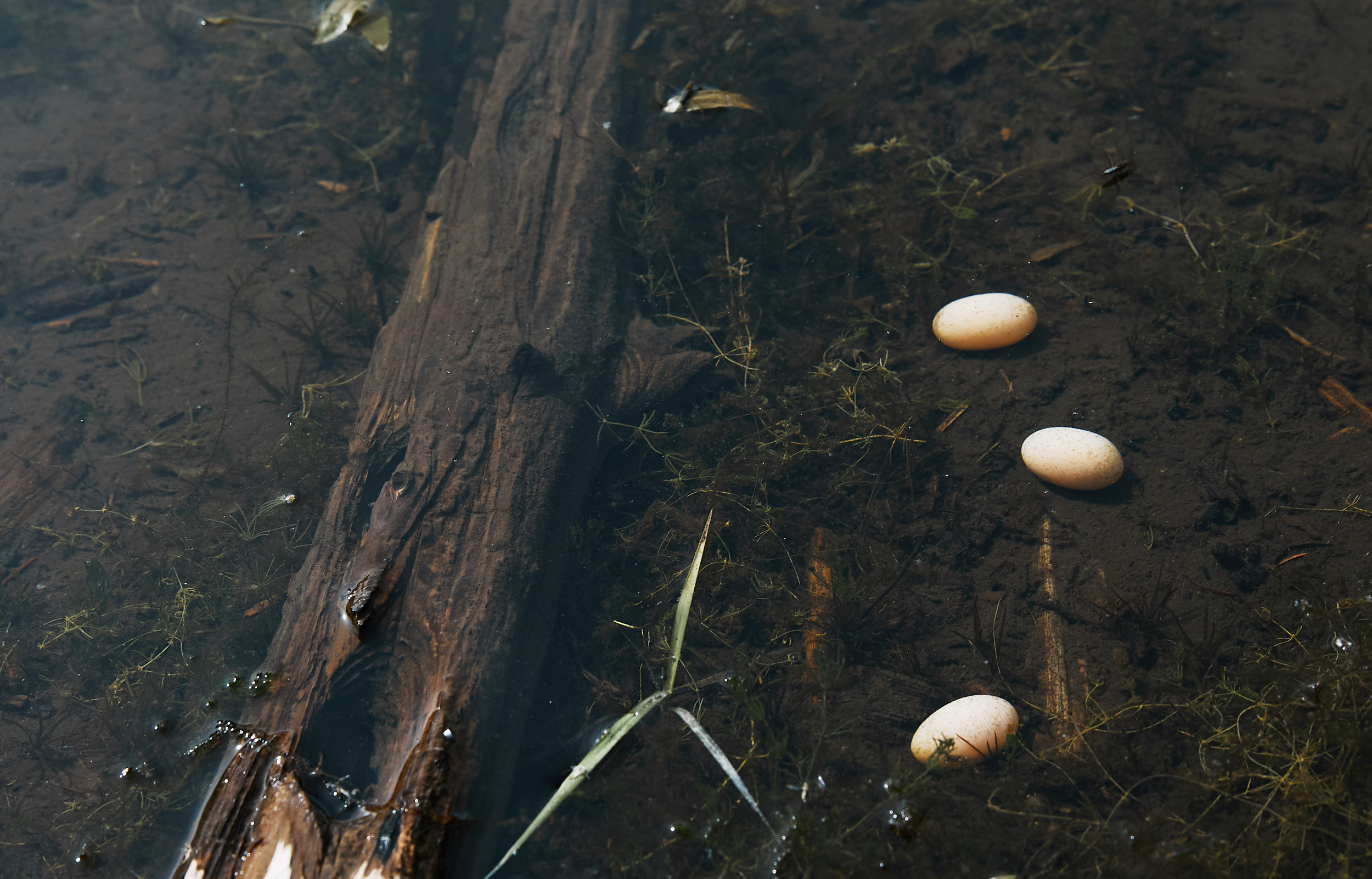  You could see the turtle eggs lining the shores of the lake. 