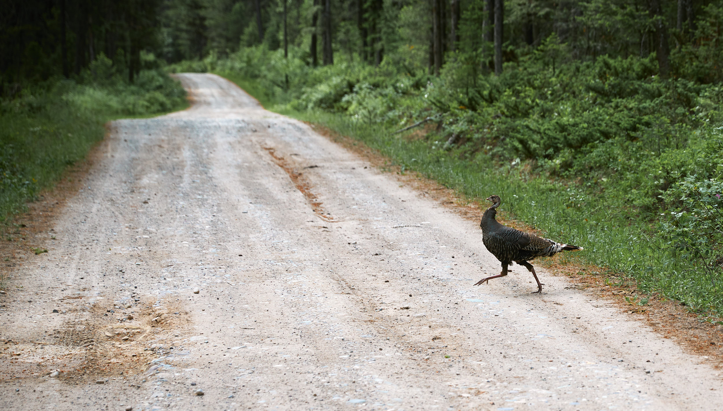  Not our last wild turkey sighting. 