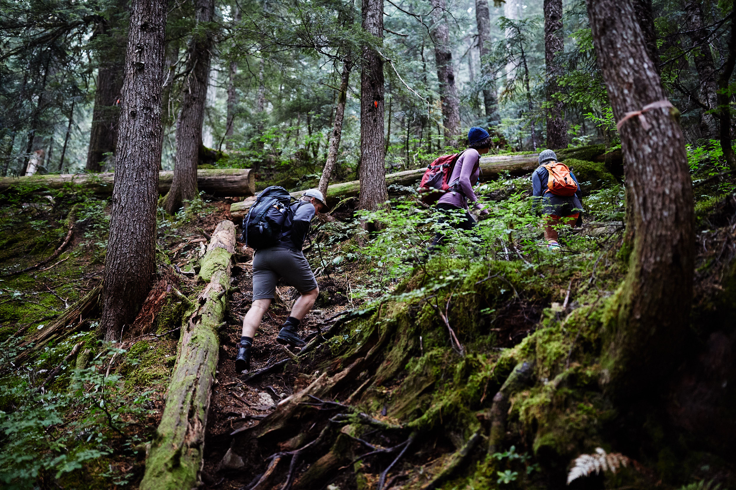  The first 500 meters of the trail leads up a steep switchback through the forest. 