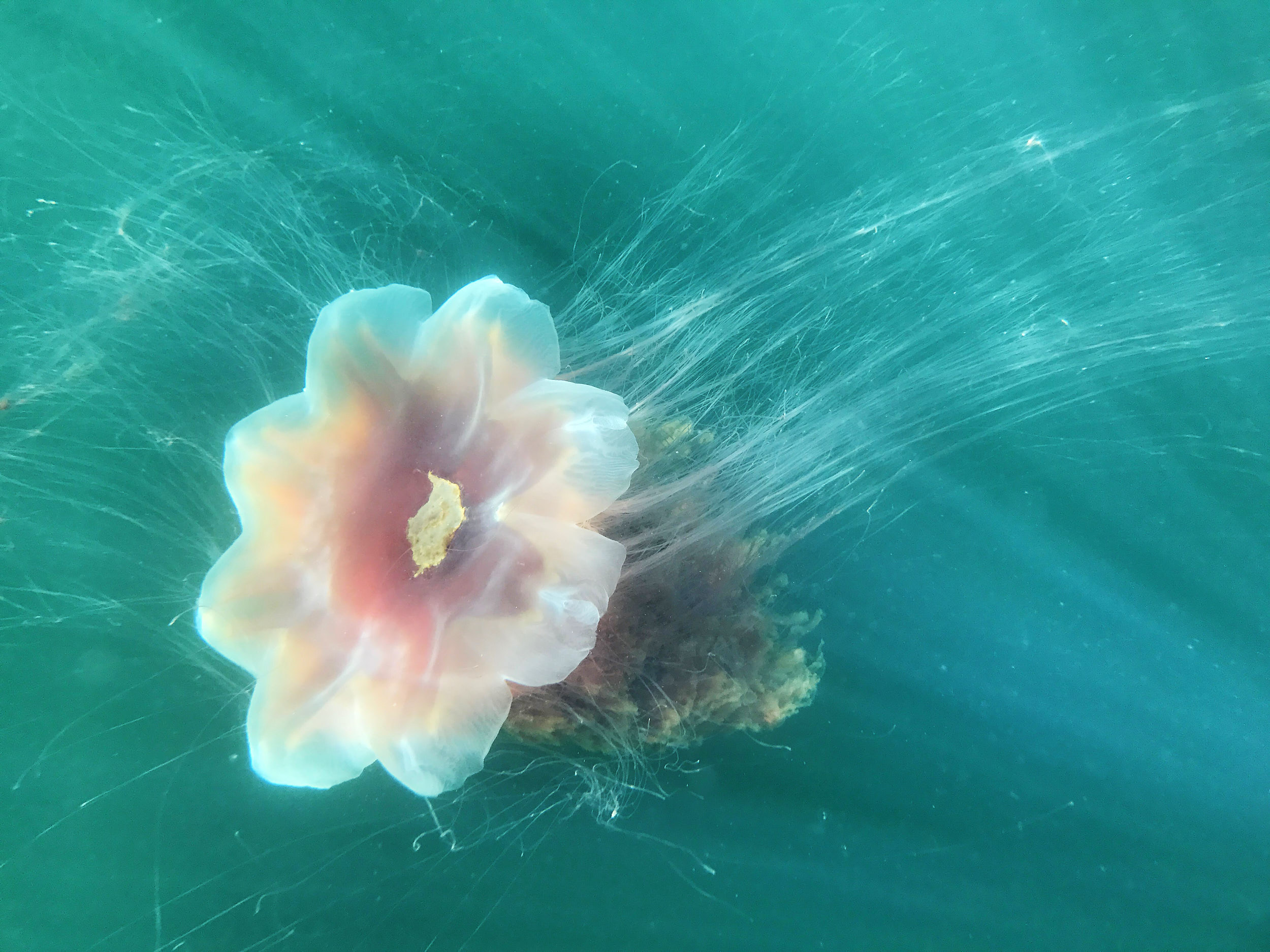  There were thousands of jelly fish in parts of the Indian Arm. Most were smaller jelly fish but we saw few of these huge Lion’s Mane jelly fish. 