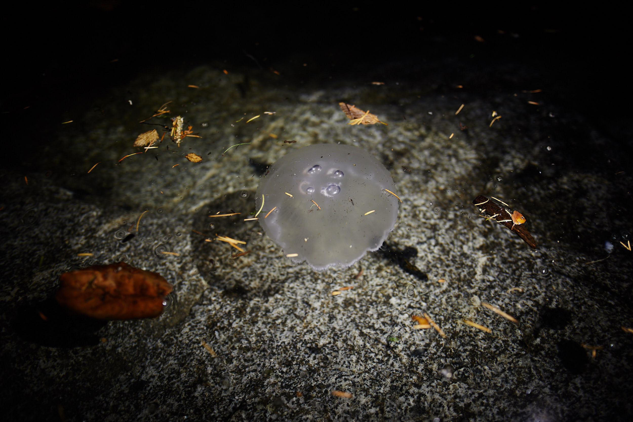  One of the smaller jelly fish we kept seeing. 