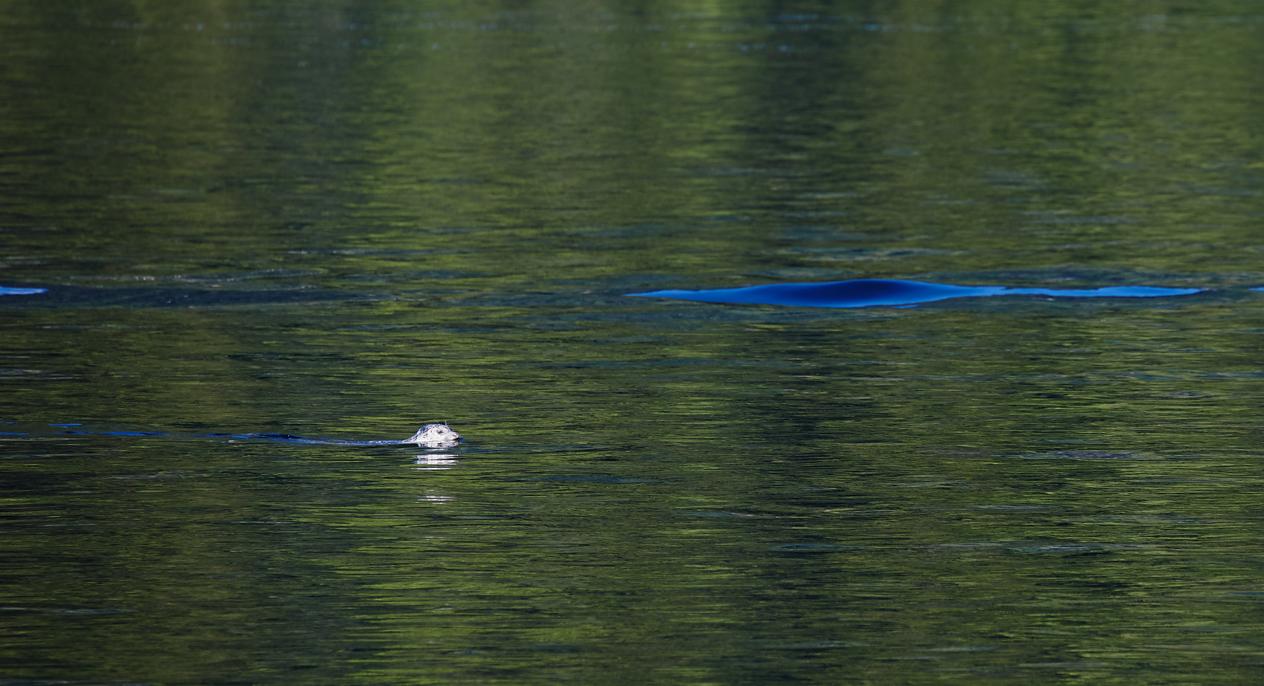  The seals will hang out close by in hopes of stealing your fish right off your line. 