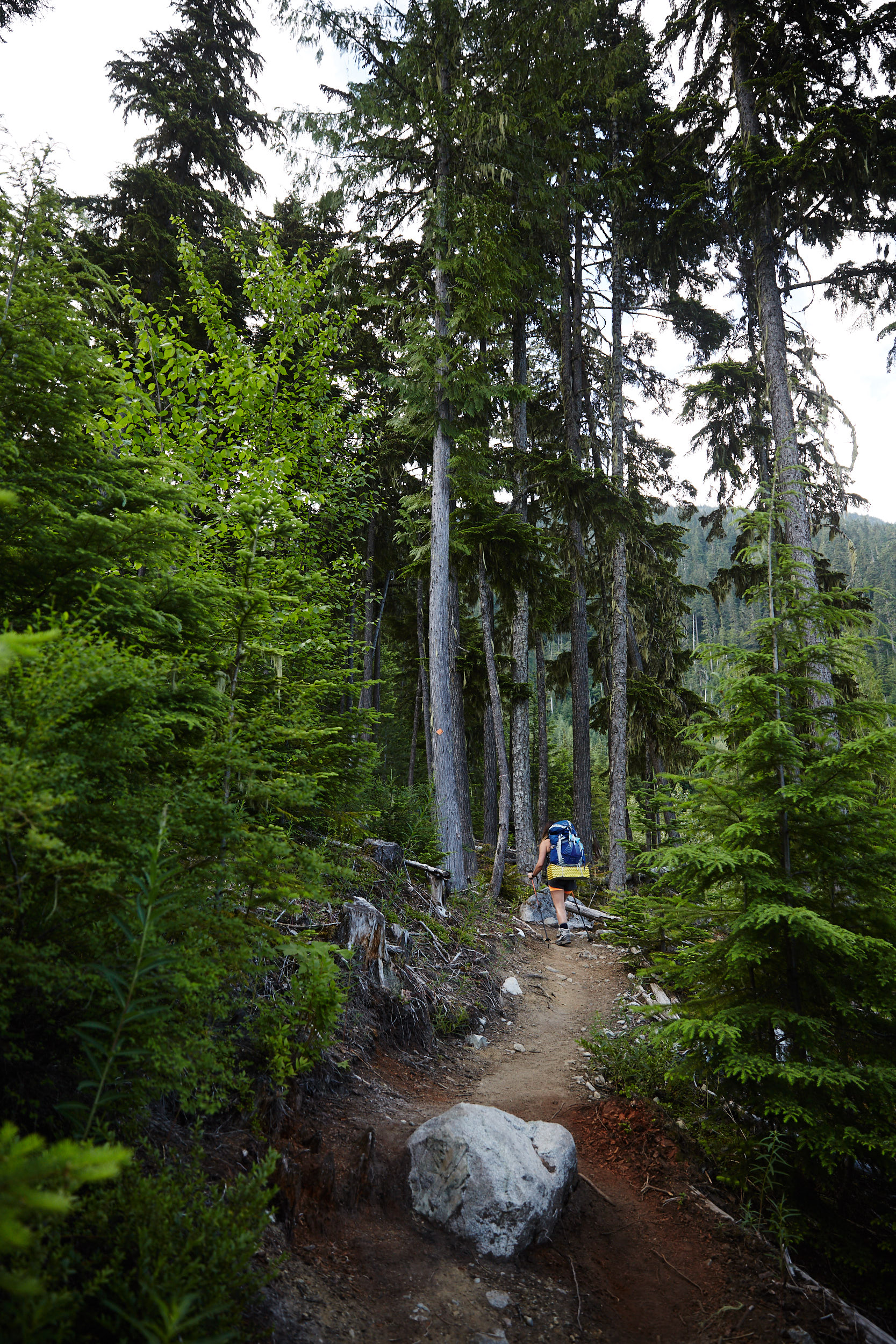  It’s a very well defined trail that snakes steeply through the forest. 