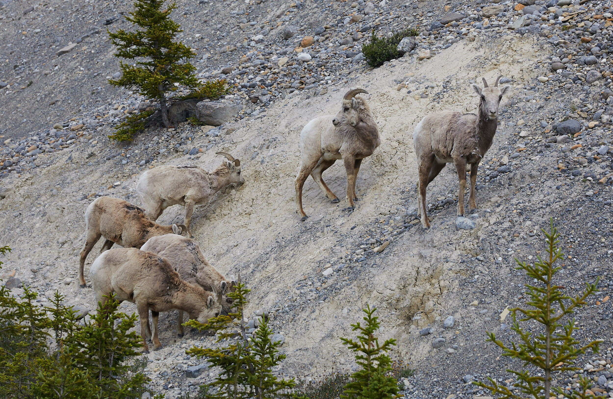 Icefields Parkway Cycle Tour - Lake Louise to Jasper 32.jpg