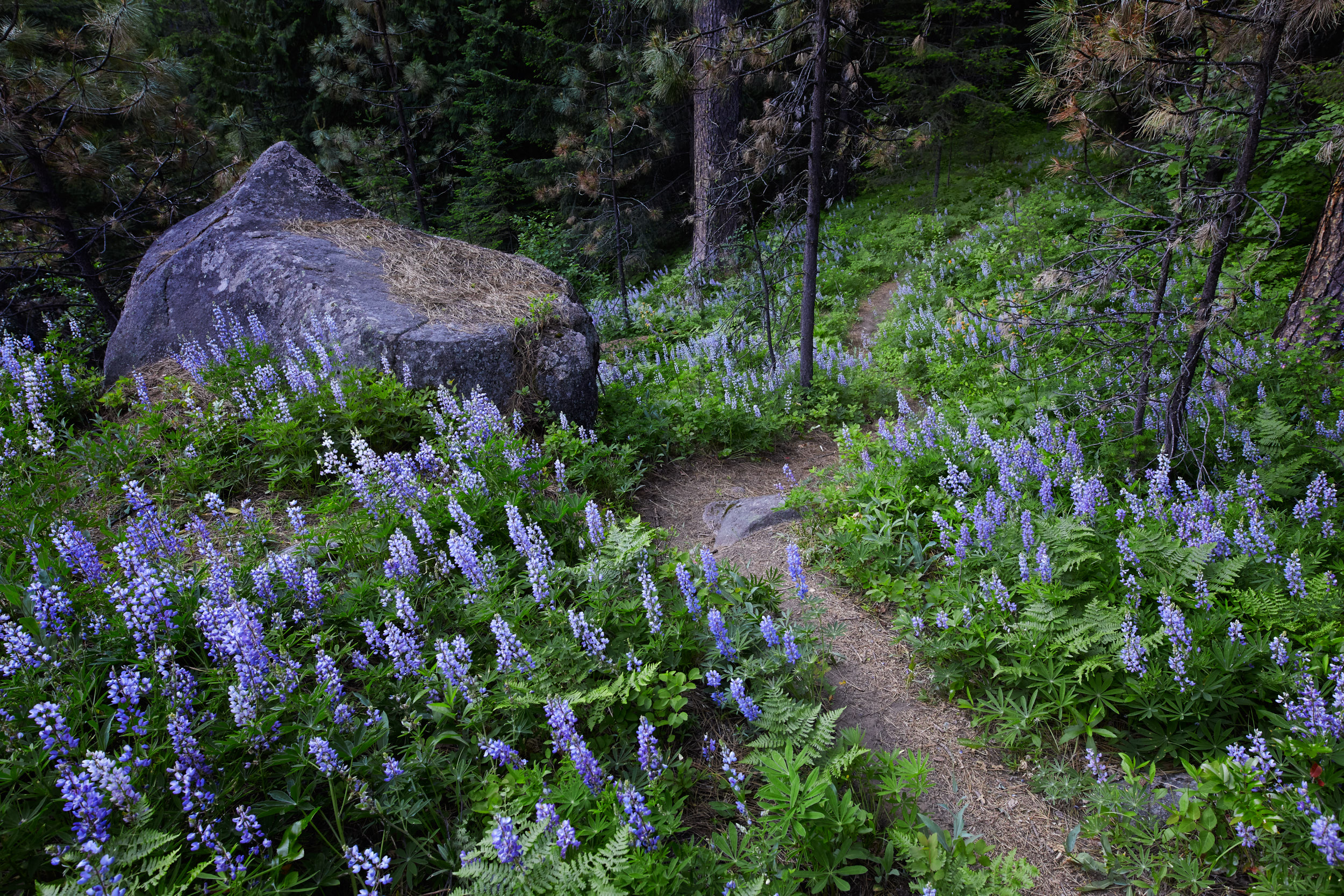  The next morning we woke up to find many wild flowers surrounding our campsite. 