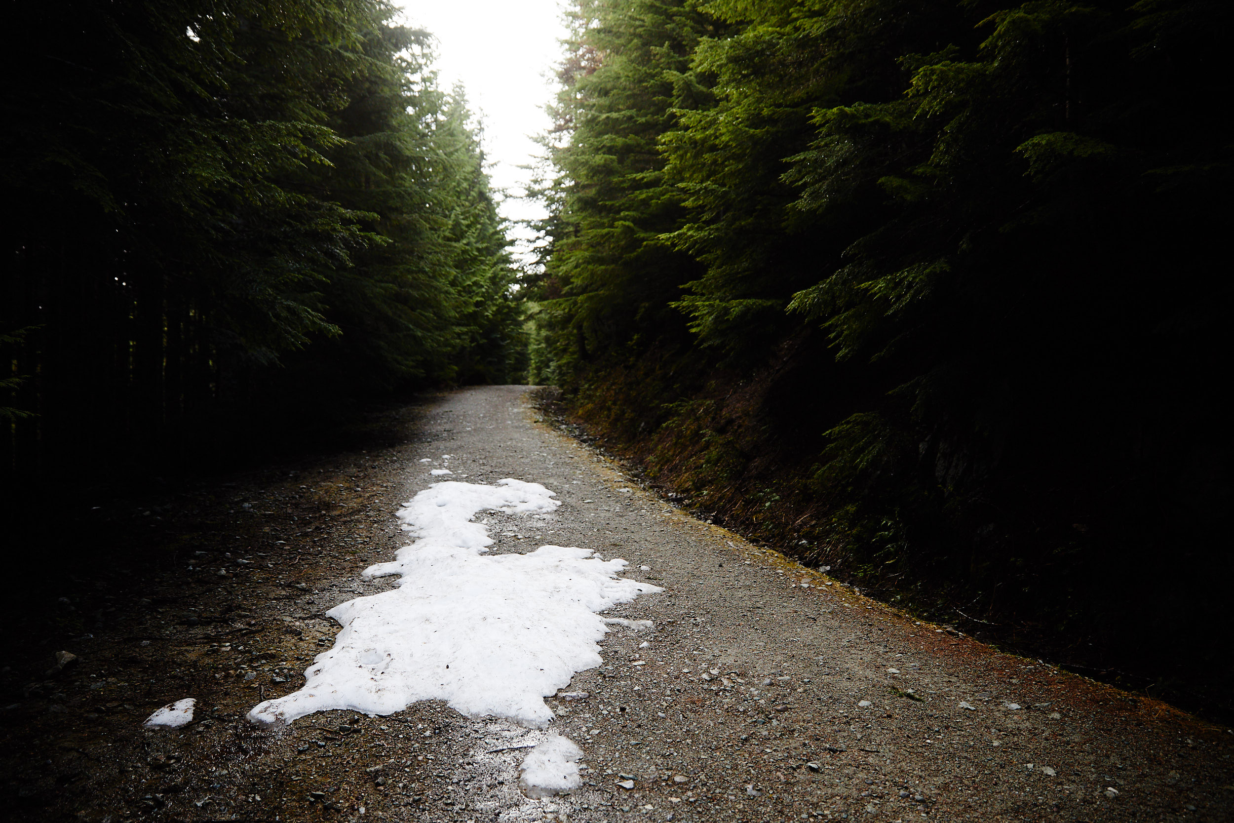  Snow was visible with in the first 10 minutes of the trail. Amazing to see in June. 