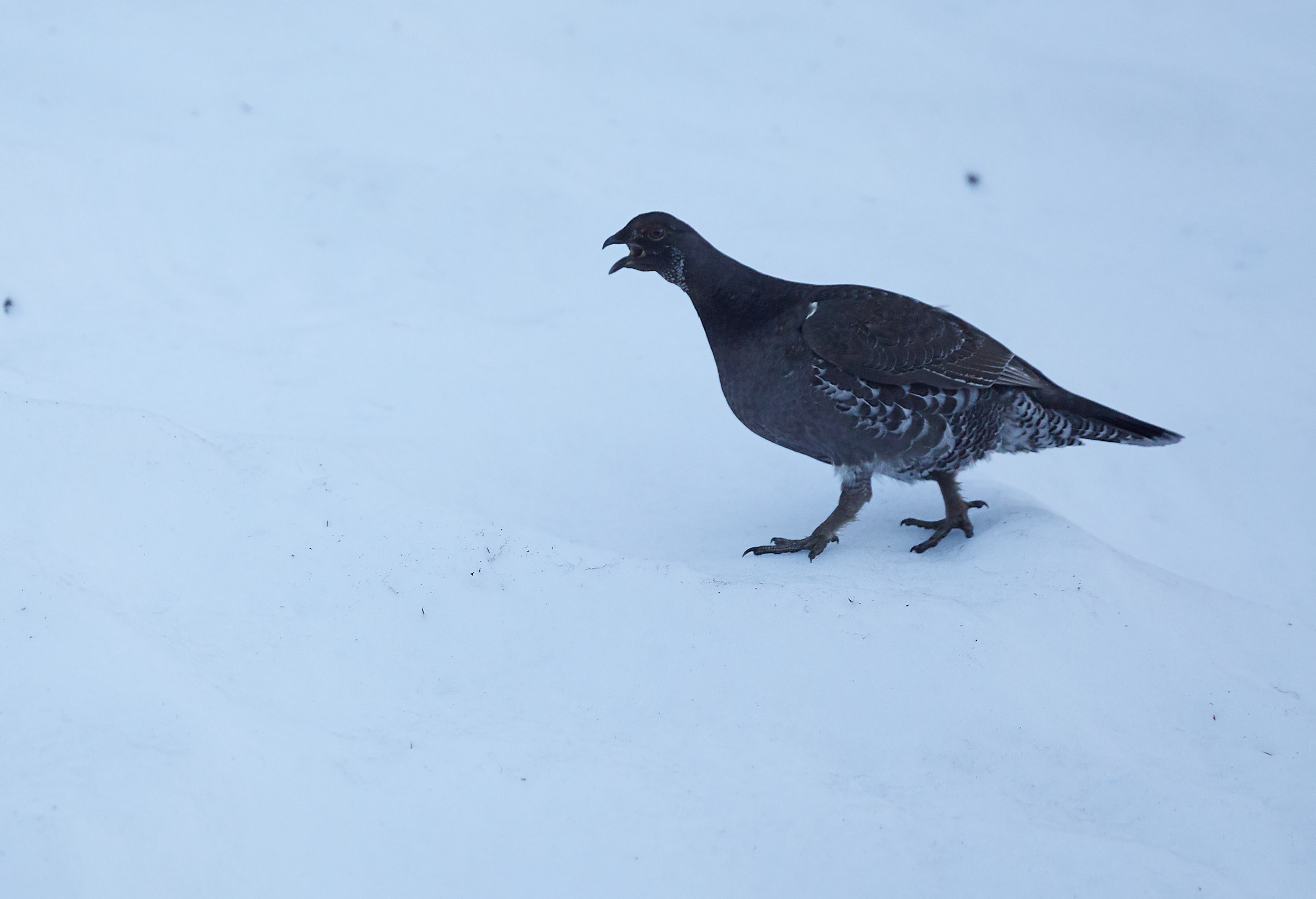  We came across this funny little bird running along the trail with us. I believe it was a Ptarmigan. 