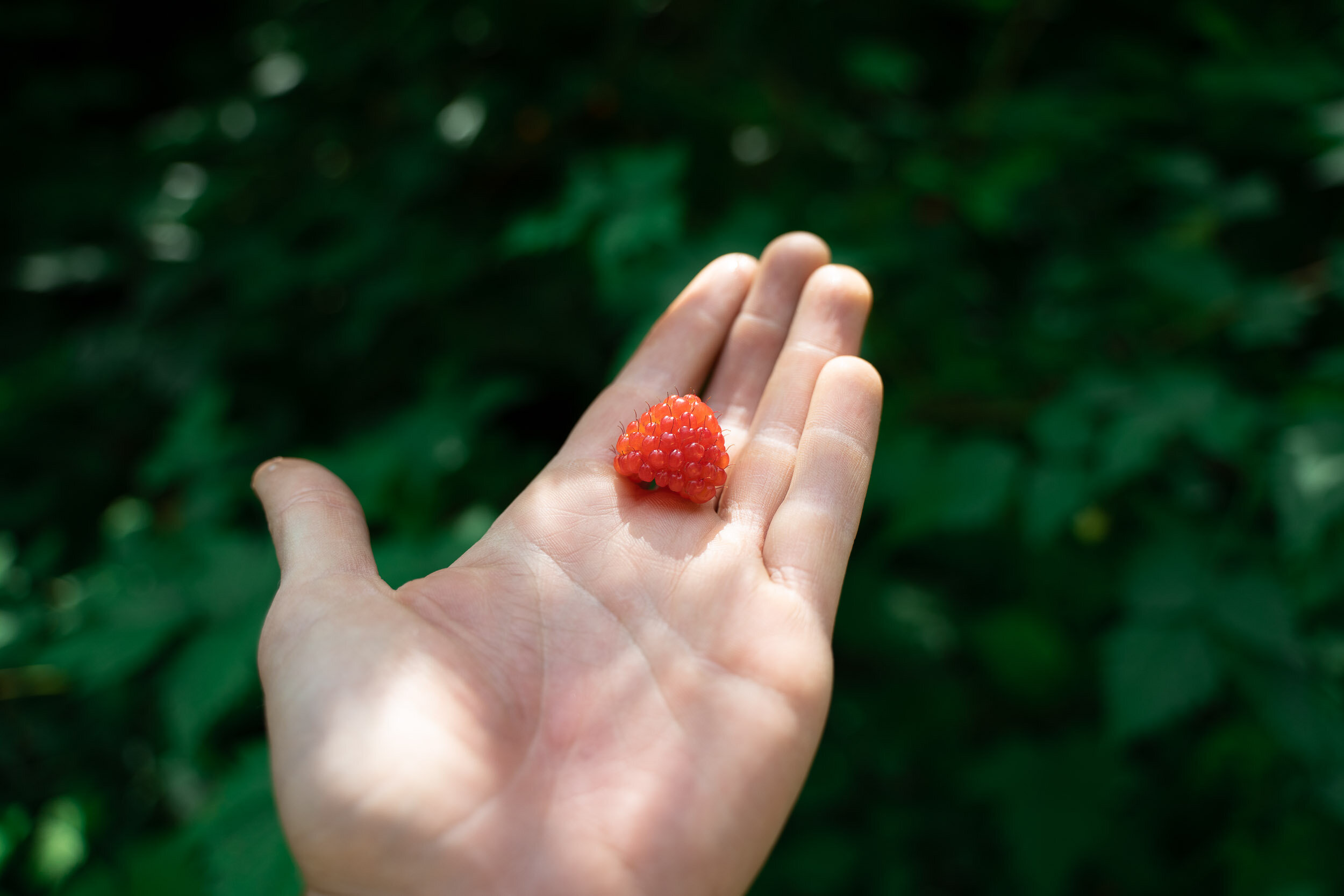  There were plenty of wild berries along the trail this first day. 