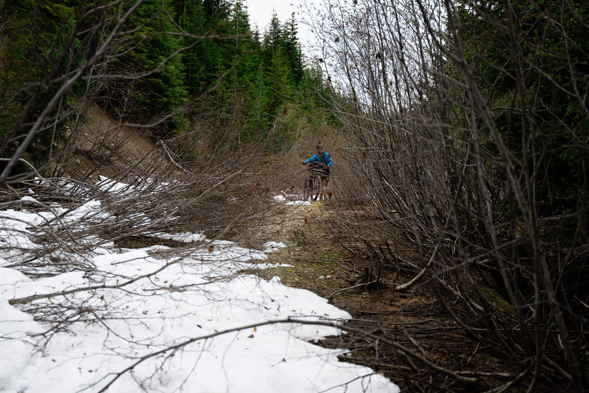  What we thought we be a welcome and fast descent turned into a nightmare, with thick brush collapsed by the weight of the snow. We couldn't help but laugh at how ridiculously overgrown it was and how it was unlikely anyone had come through here in q