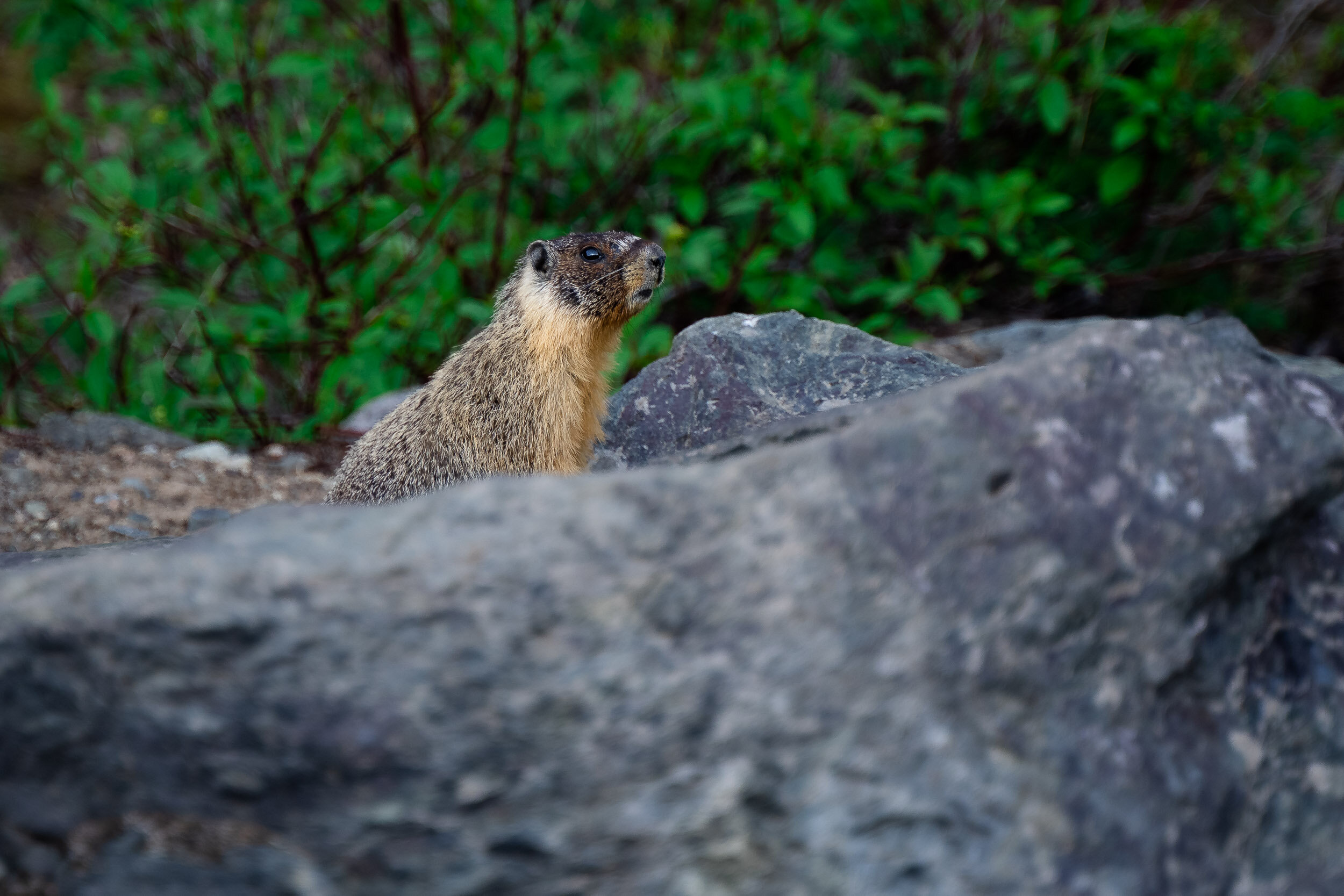 Marmot!