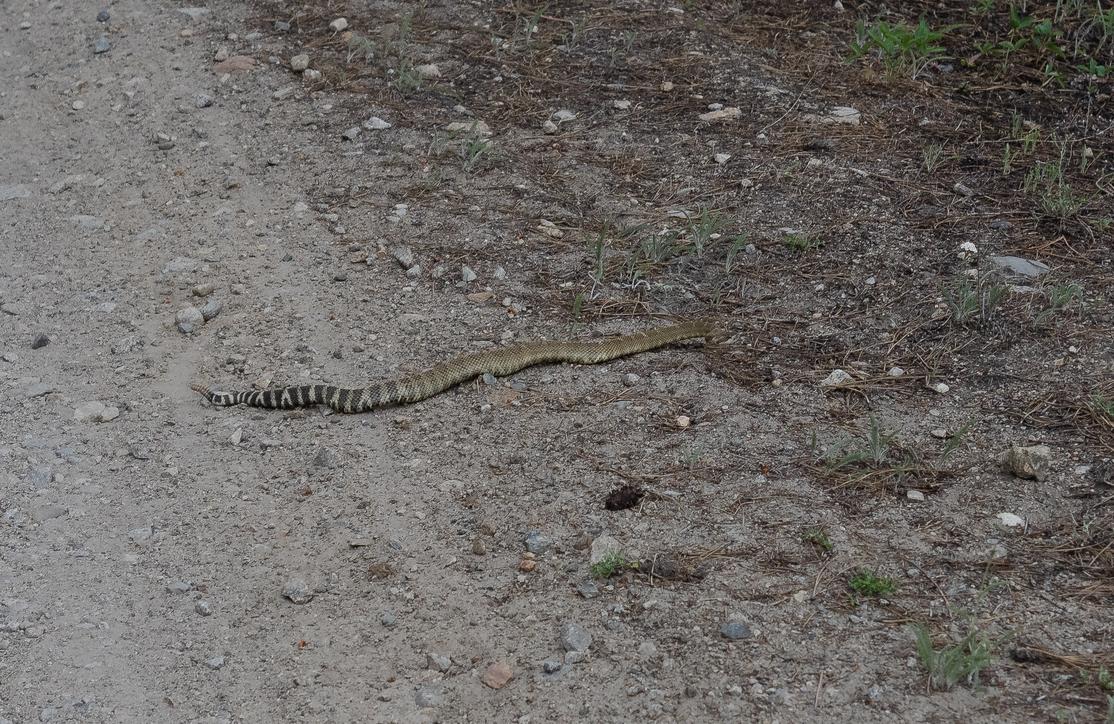  Jeff cycled within inches of this rattlesnake! It reared up and came at him as he went by, but thankfully he was going fast enough to avoid it. 