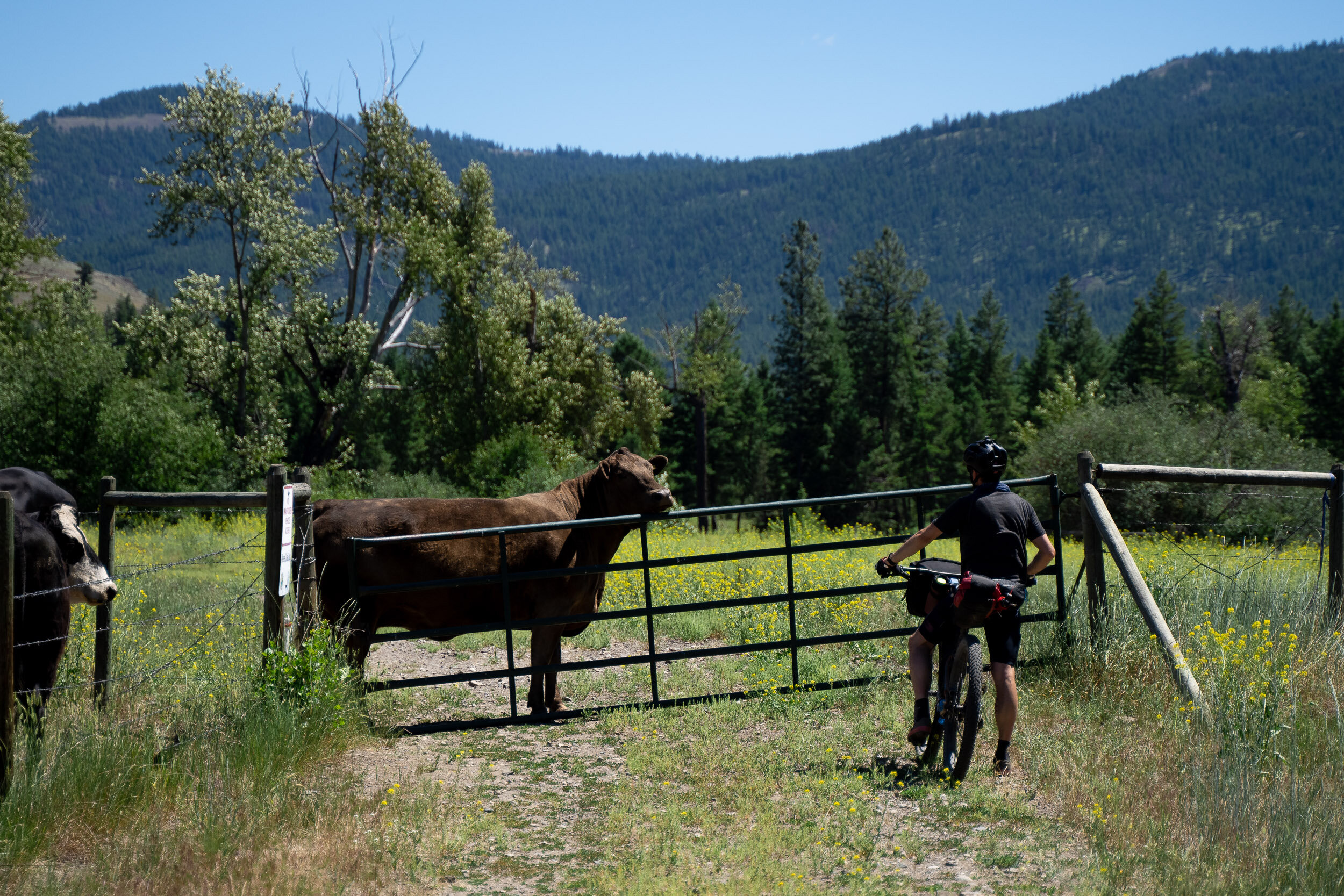  This cow had escaped and was very curious as we attempted to cross through one of the many farm gates. 