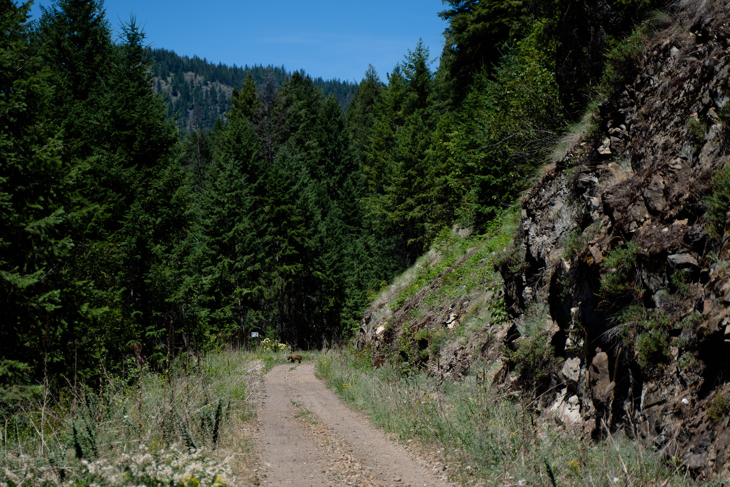  Nine days on the trail and we finally saw our first bear! Only 10 minutes later we saw a second! 