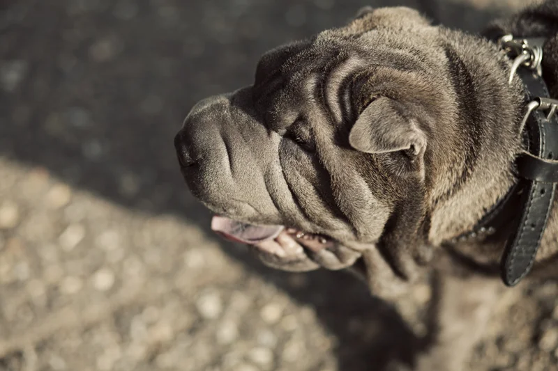 Engagement Teaser: Abbey & Kyle