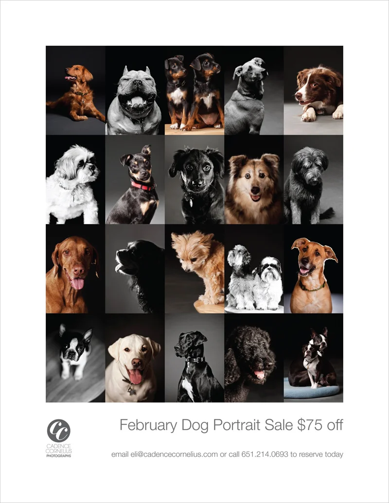 Dog Portrait Sale!
