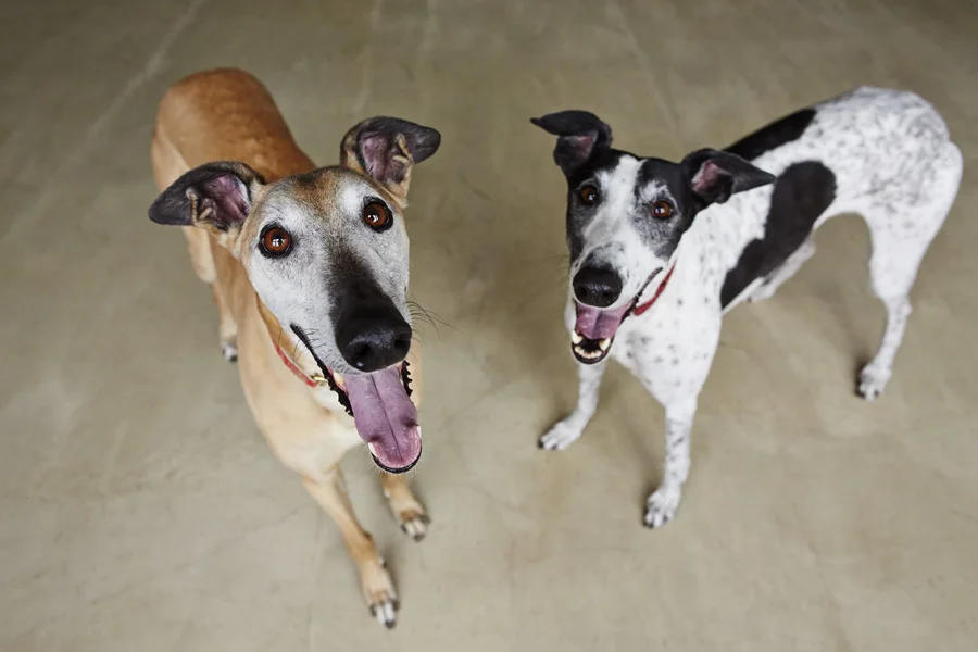 Dog Portraits - Elvis and Priscilla 