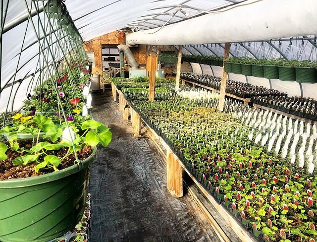 Greenhouses are filling up! All of our gardening supplies are available in our online store. Link in bio. May have to add the plants to it soon 🤔🤷&zwj;♀️ #thinkspring #shoponline #greenhouse #flowers #linkinbio #gardencenter #smallbusiness #annuals