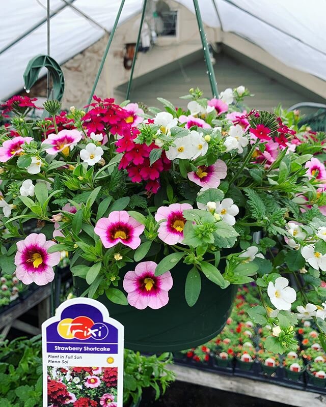 Looking for the perfect Mother&rsquo;s Day gift? Hanging baskets and Pansies are now available on our online store! New plants will be added every week. Click the link in our bio to shop!