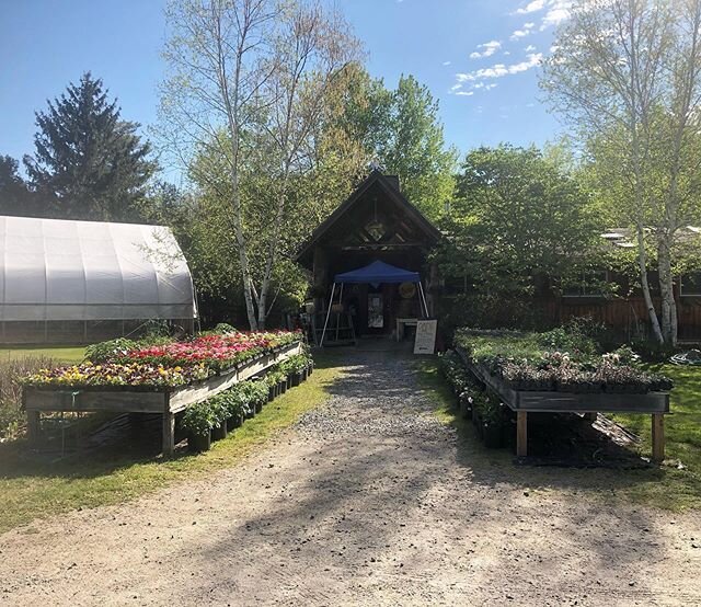 What a beautiful start to Memorial Day Weekend!! We have everything you need to spruce up your yard or just relax and enjoy the weather! Annuals, Hanging Baskets, Veggie Plants, Perennials, Trees, Bagged &amp; Bulk Goods, Stone, Craft Beer, &amp; Win