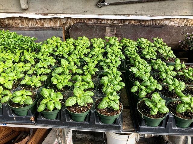 Beautiful basil plants ready for your herb garden! ✨
