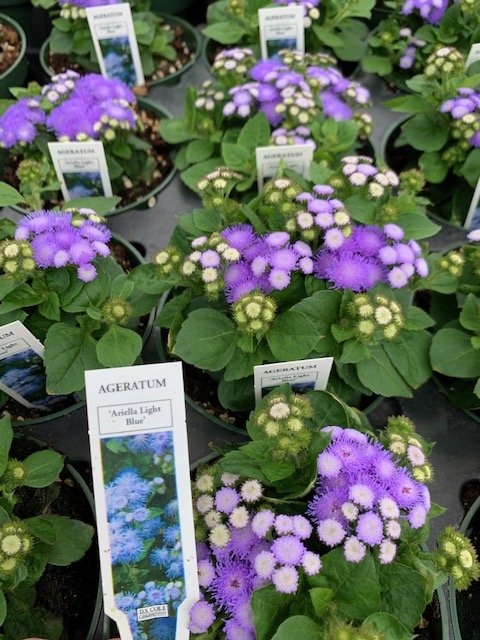 Ageratum Ariella Light Blue.JPG