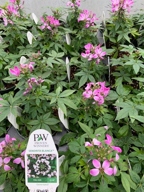 Senorita Blanca Cleome Hybrid.JPG