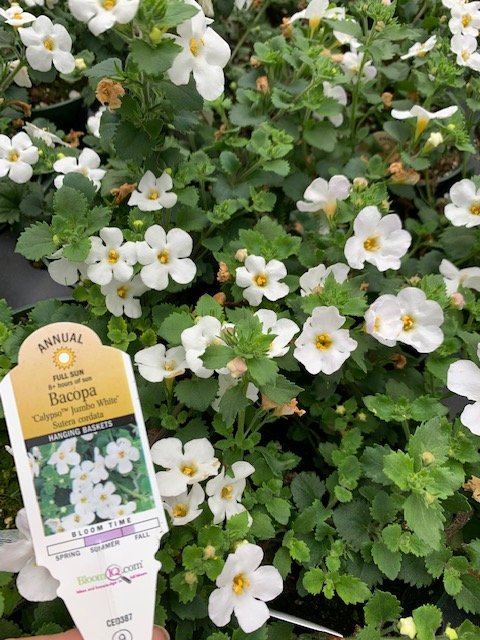 Bacopa Jumbo White.JPG