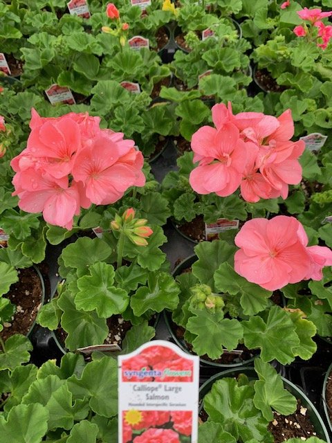 Calliope Large Salmon Geranium.JPG