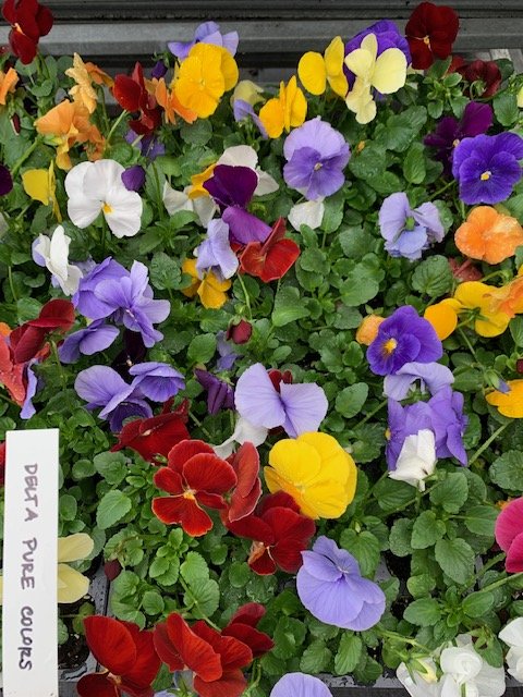 Delta Pure Colors Pansy.JPG